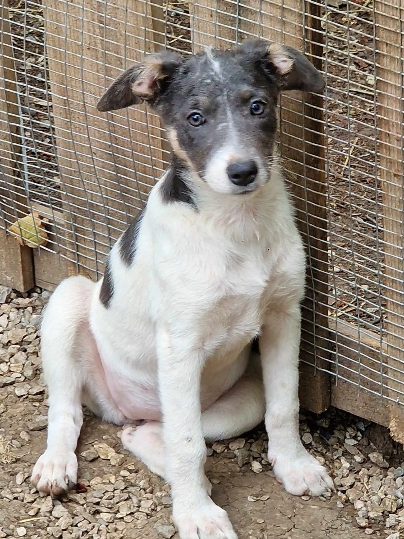 Aira, Hund