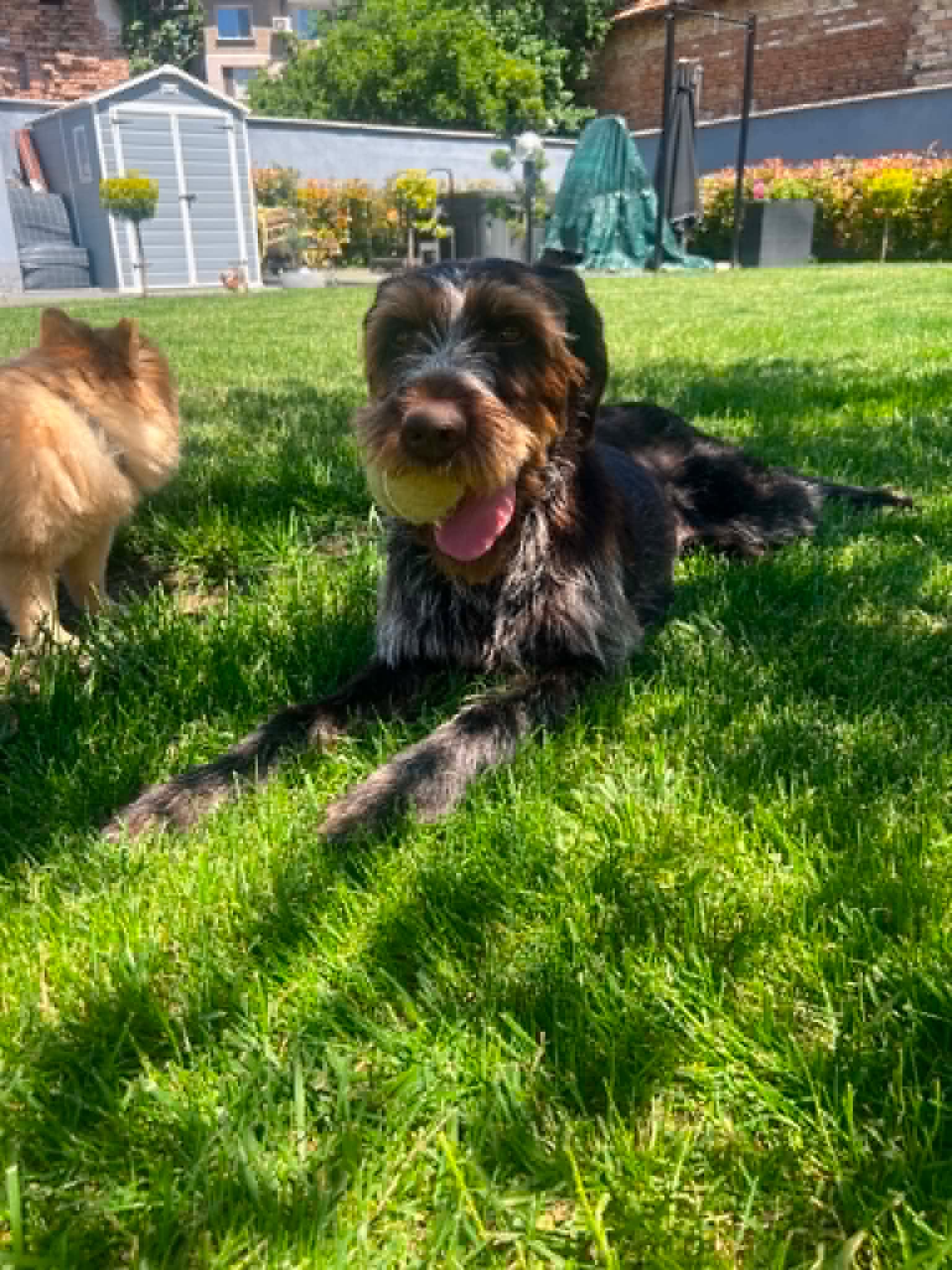Anna-Maria (Ani), Hund