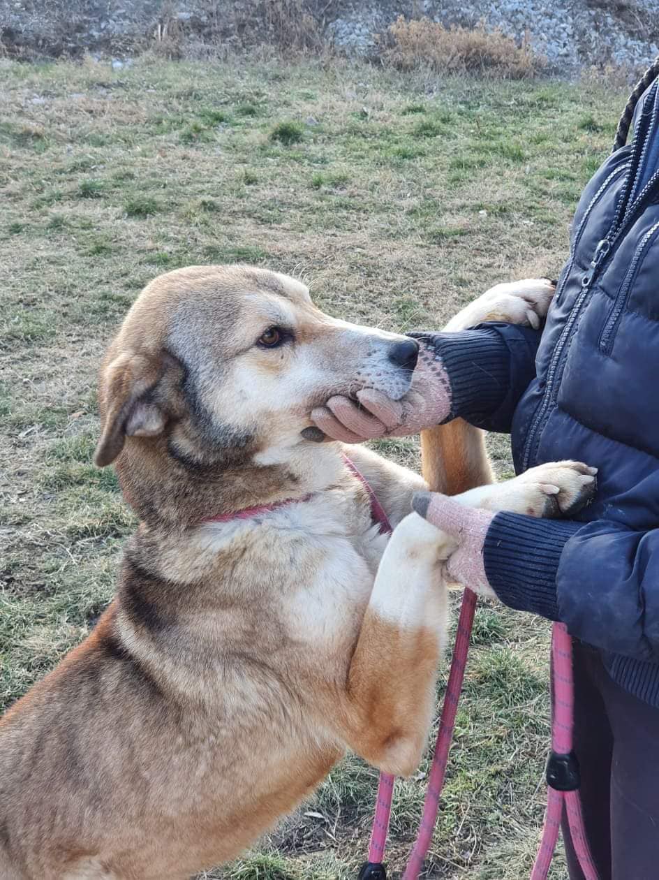 Anouk, Hund