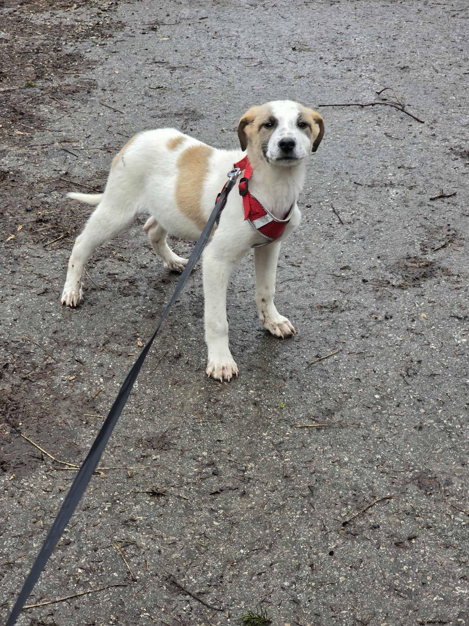 Artie, Bild 17