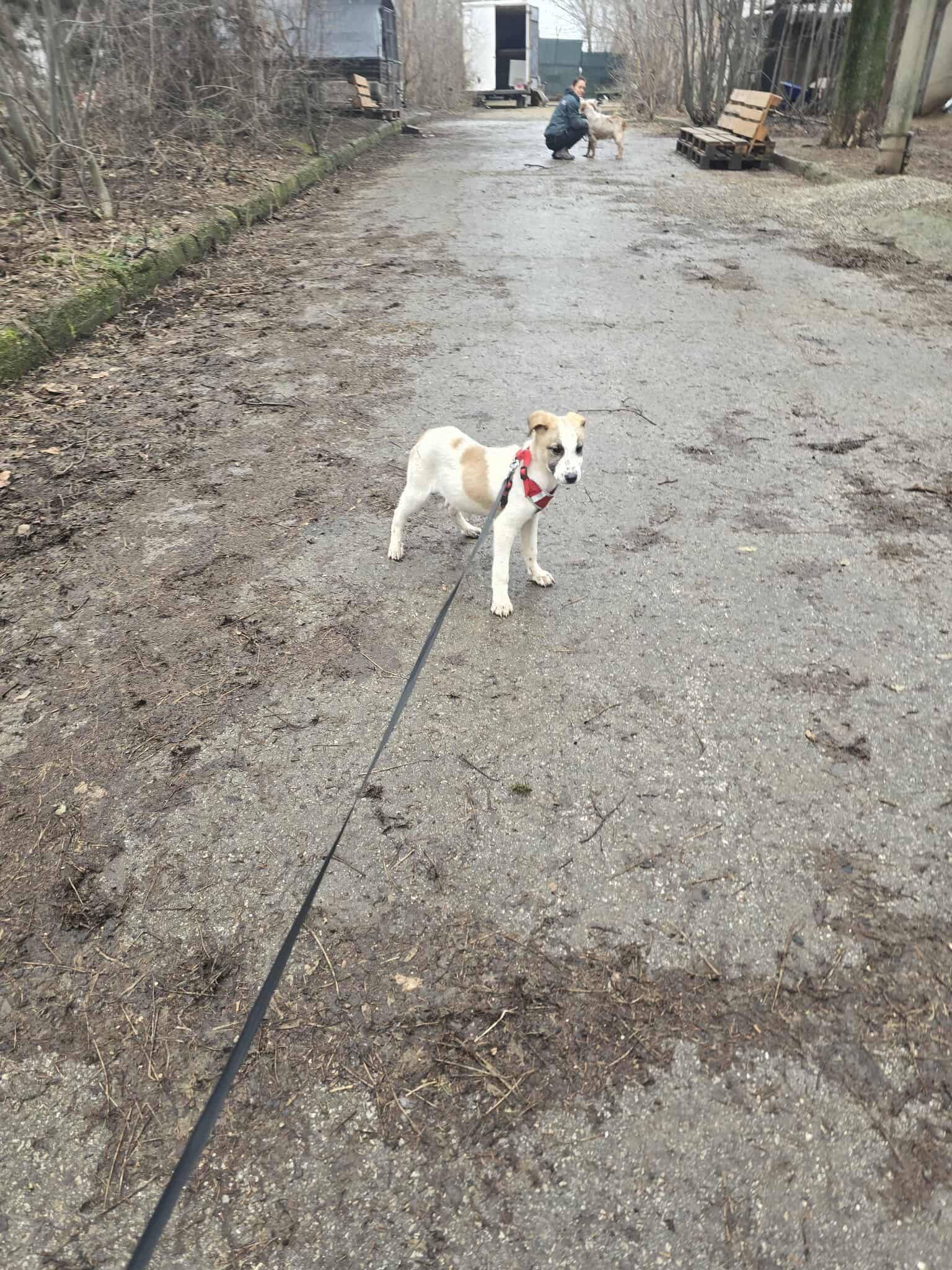 Artie, Bild 20