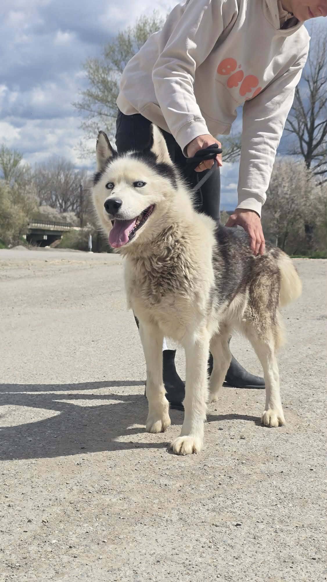 Aurora, Hund