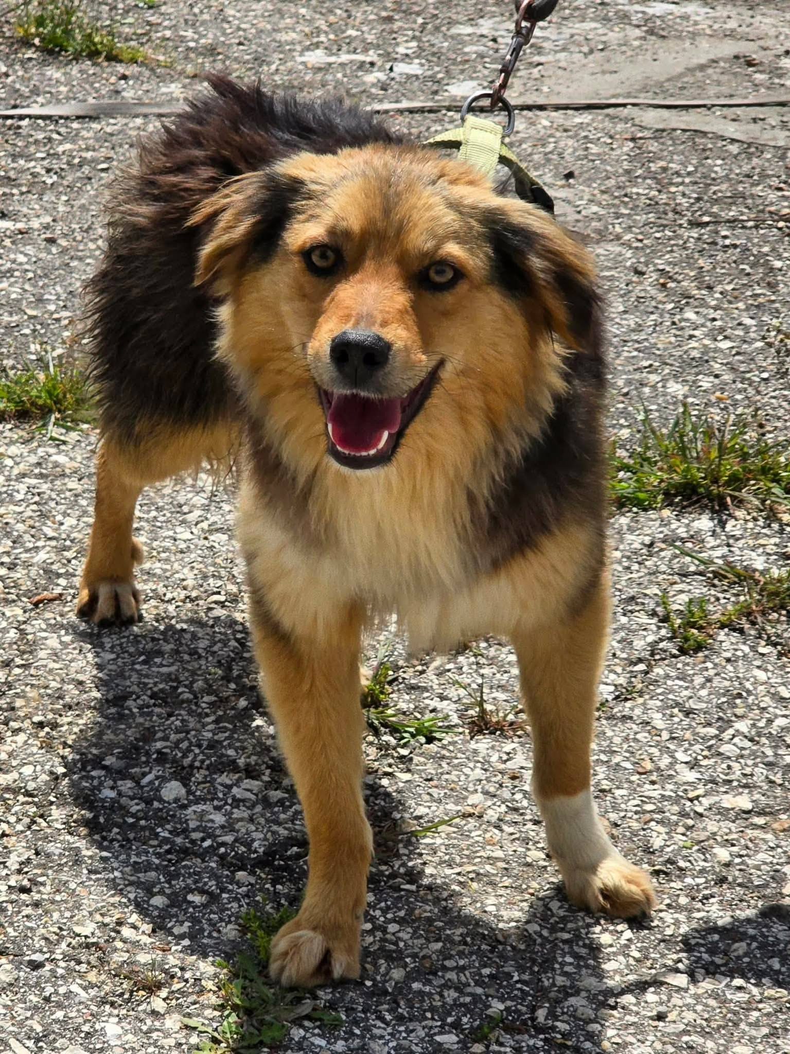 Barch, Hund