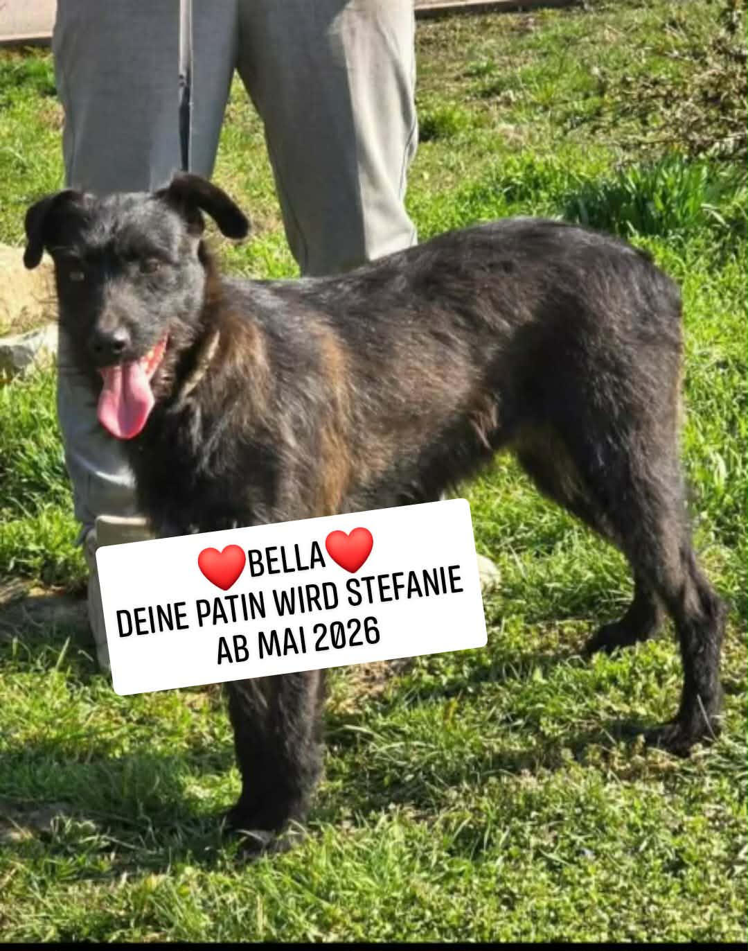 Bella, Hund