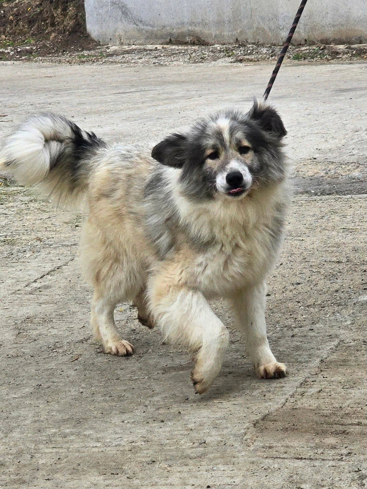 Bobsi, Hund