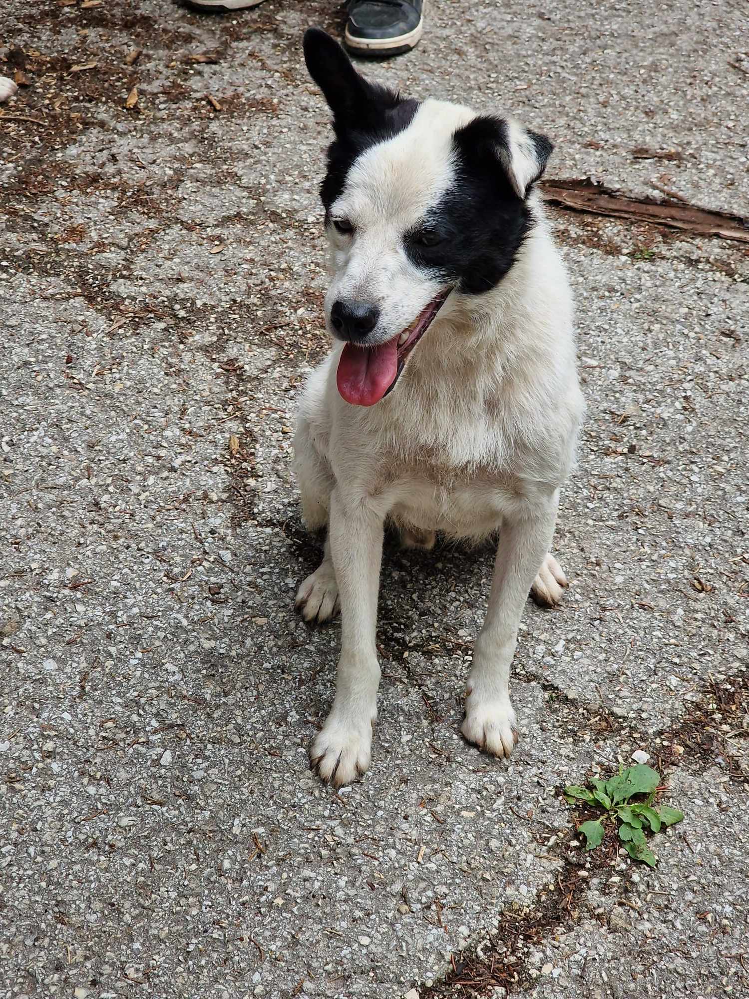 Bruce, Bild 14