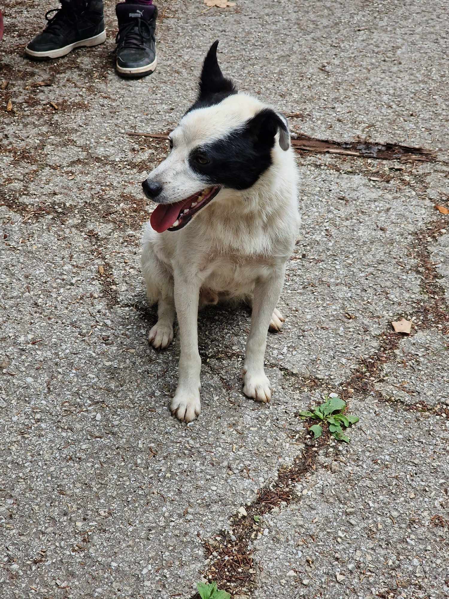 Bruce, Bild 15