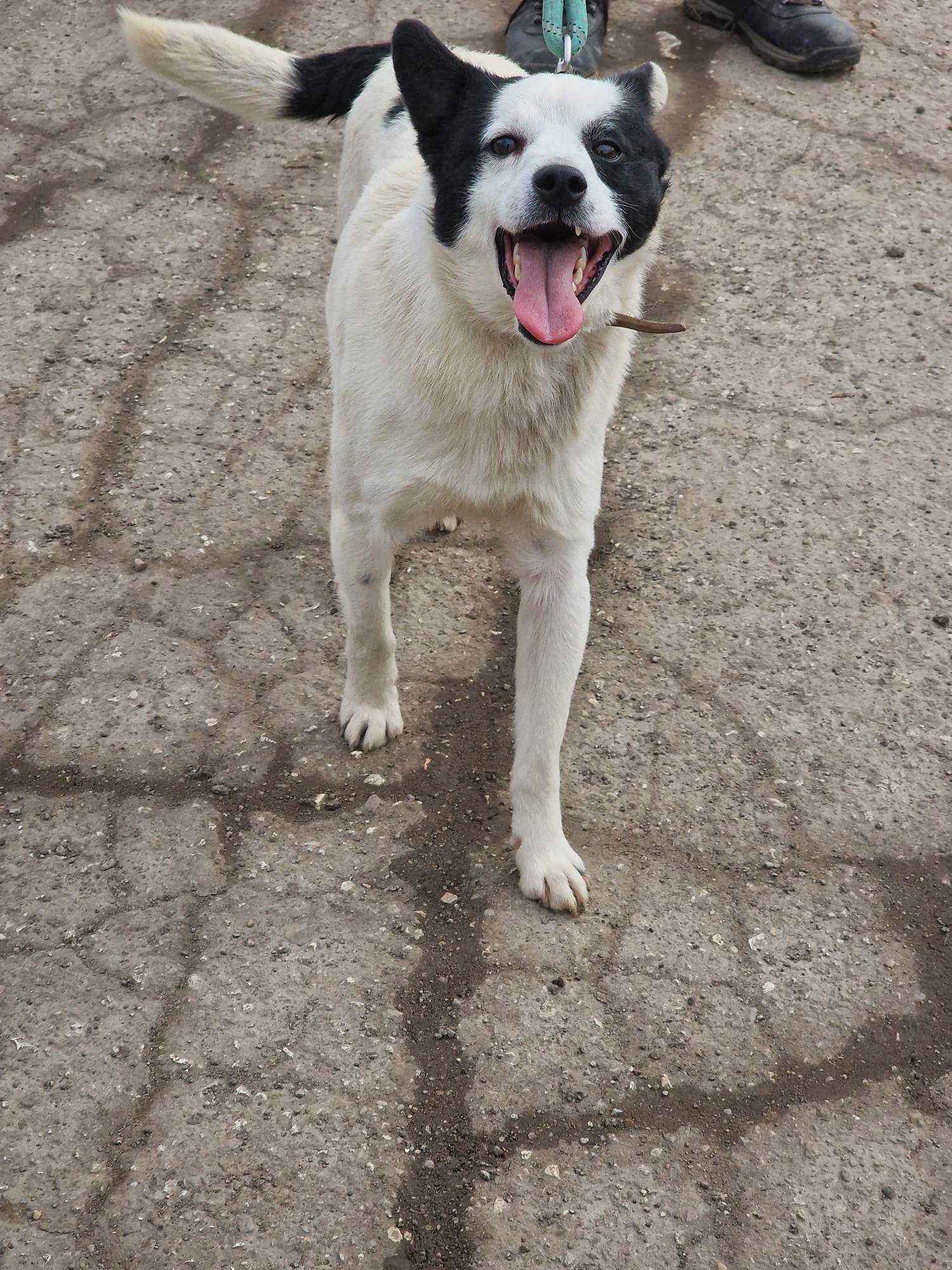 Bruce, Bild 3