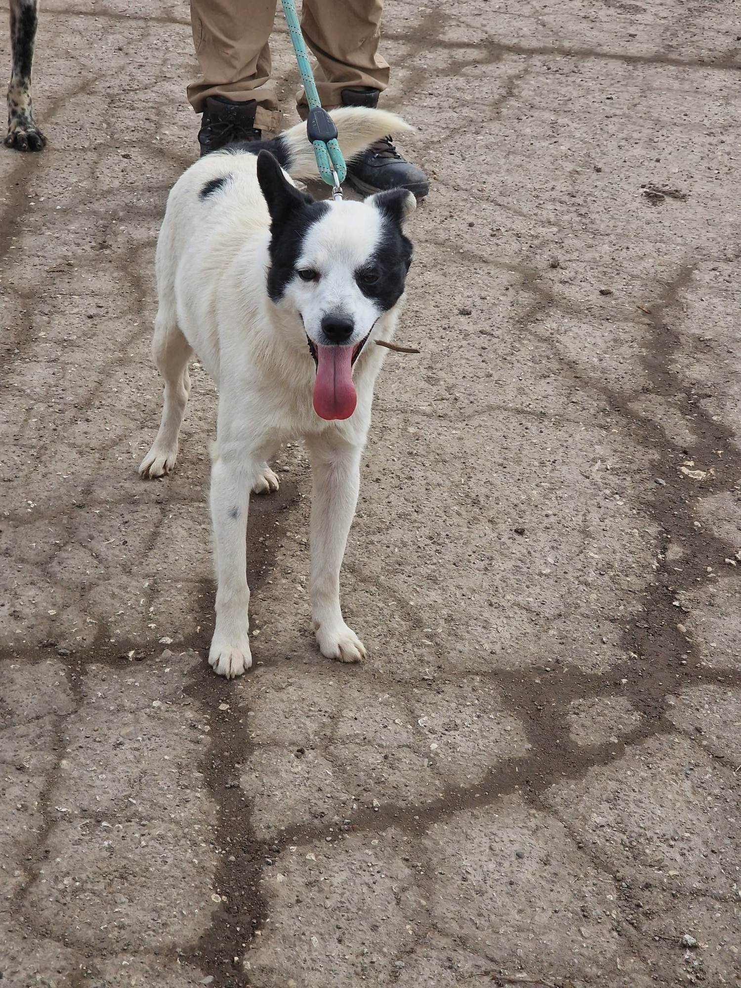 Bruce, Bild 4