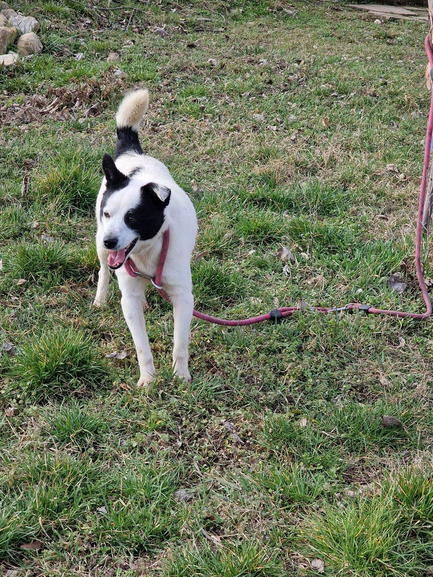 Bruce, Bild 5