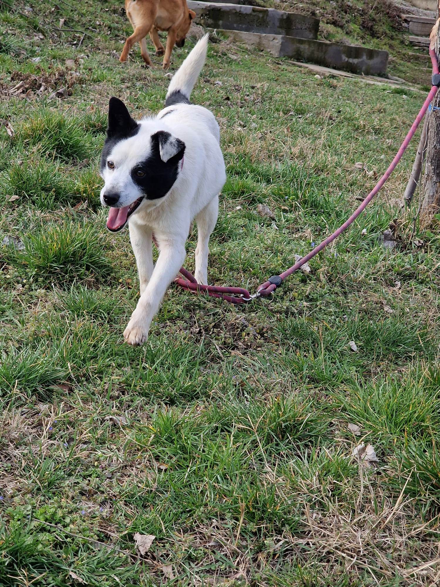 Bruce, Bild 6