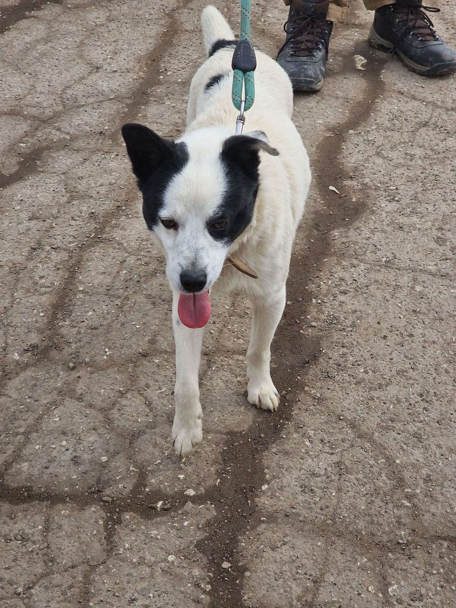 Bruce, Bild 9