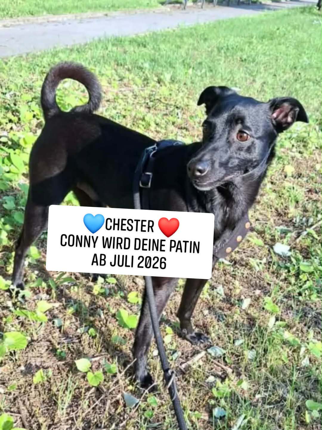 Chester, Hund