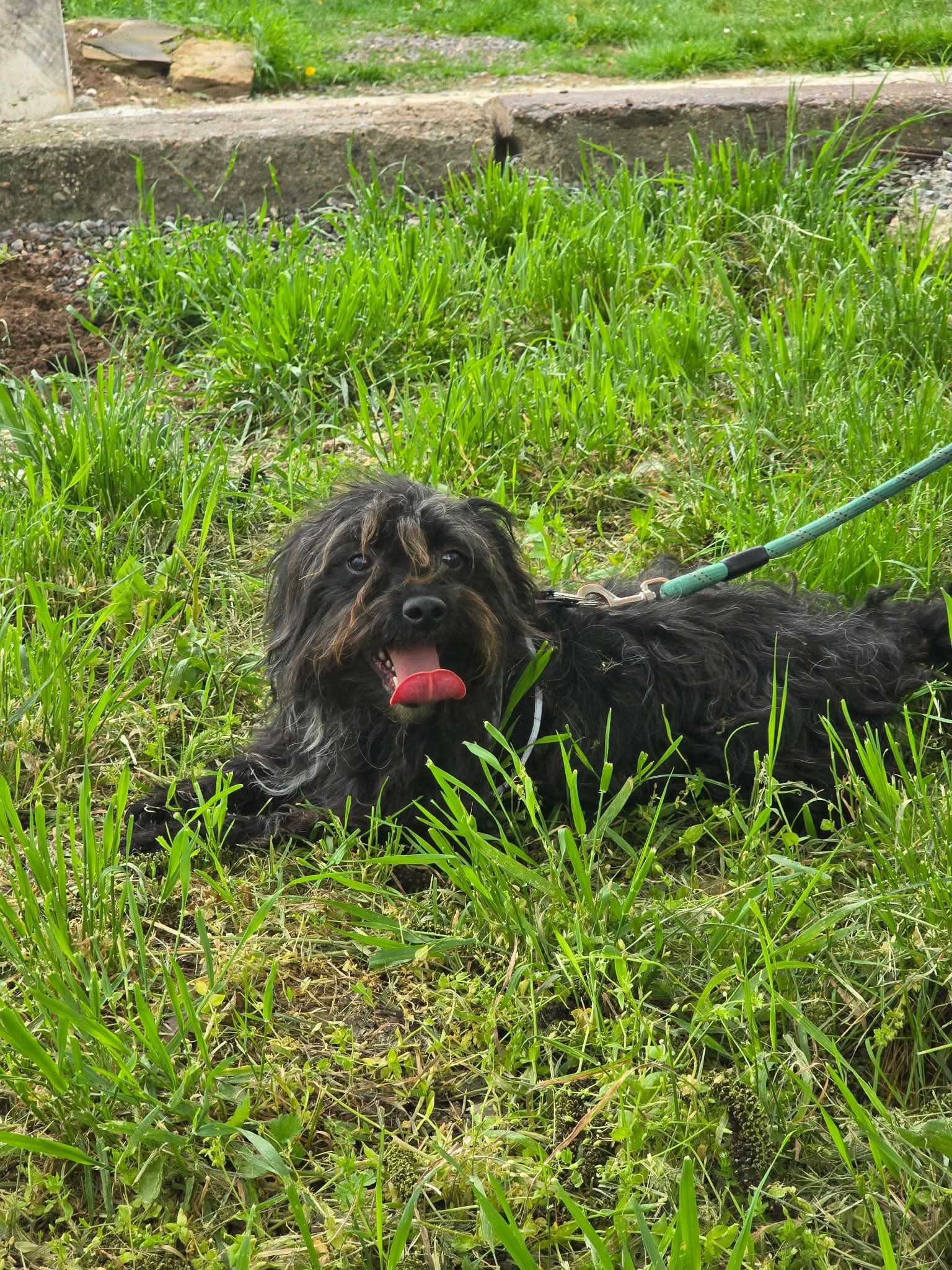 Chico, Bild 11