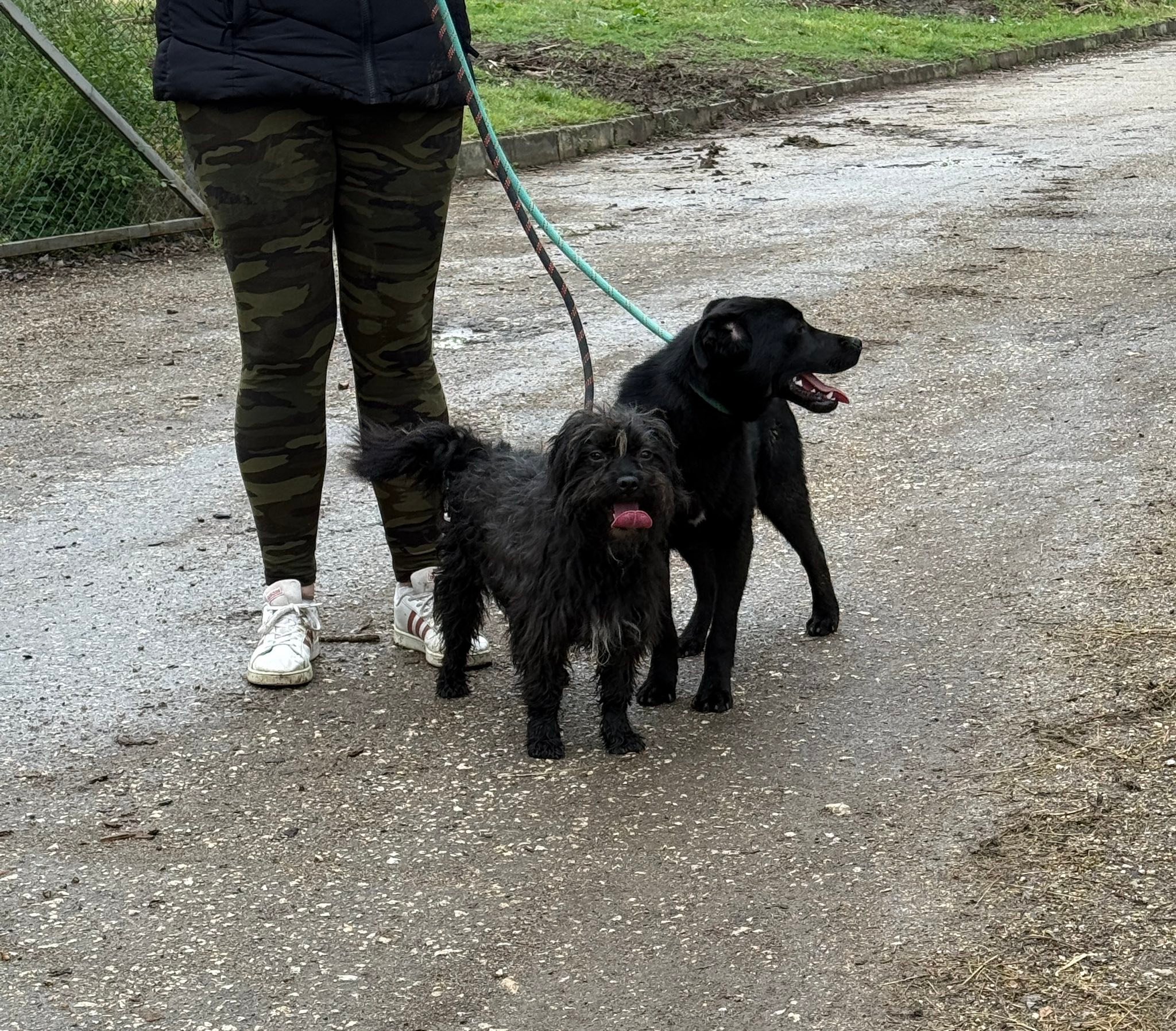 Chico, Bild 4