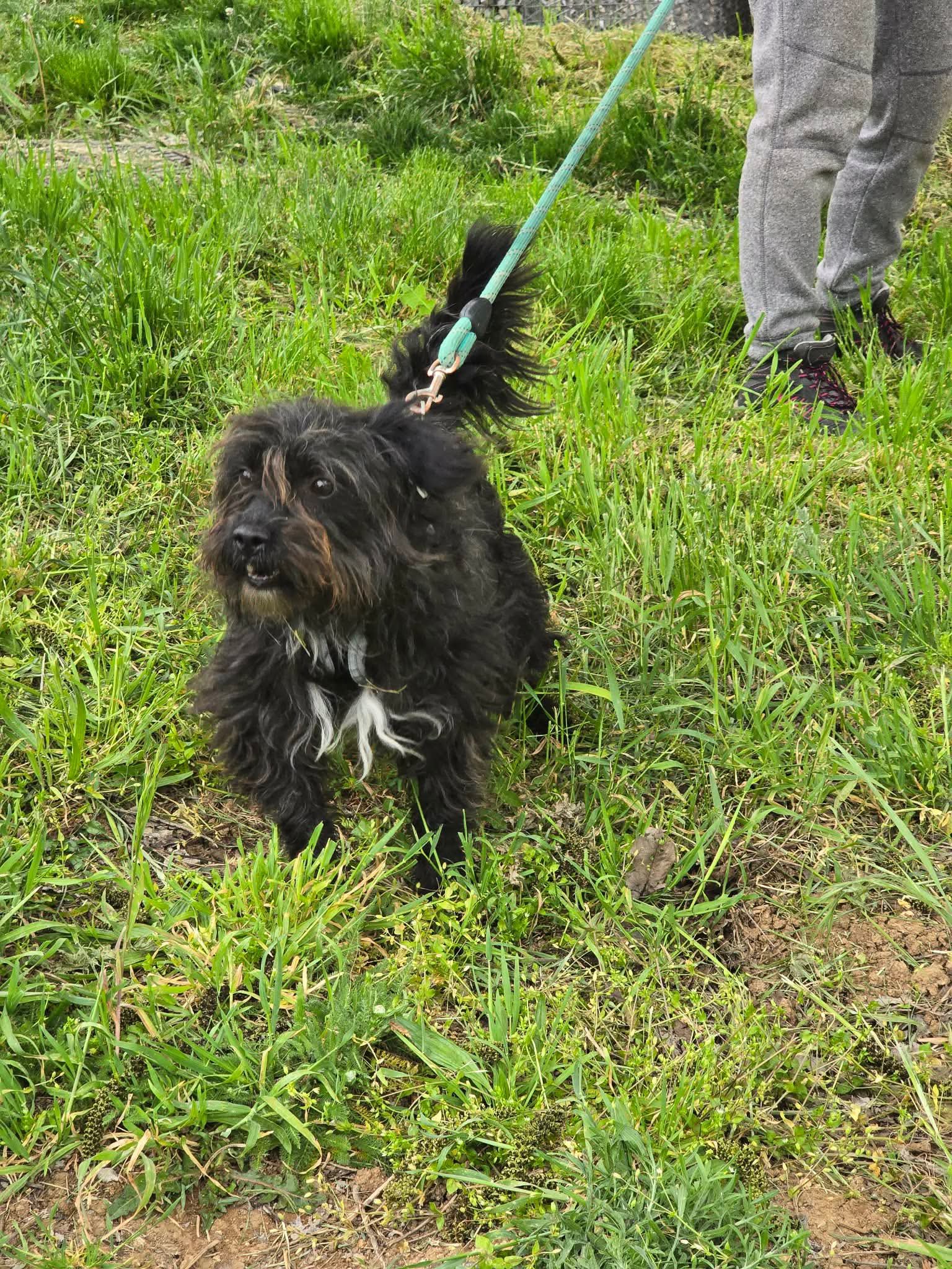Chico, Bild 7
