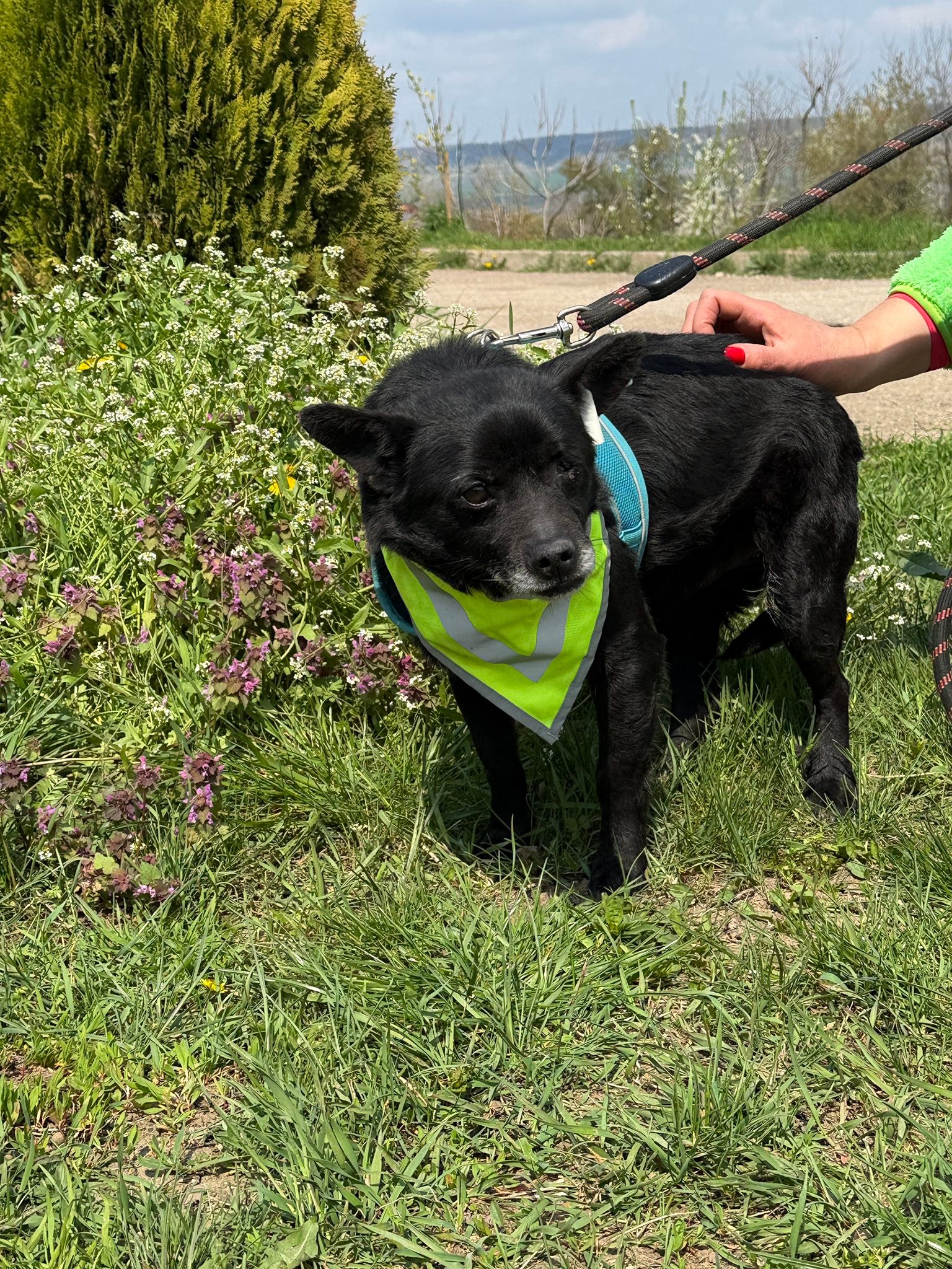 Chippy, Bild 13