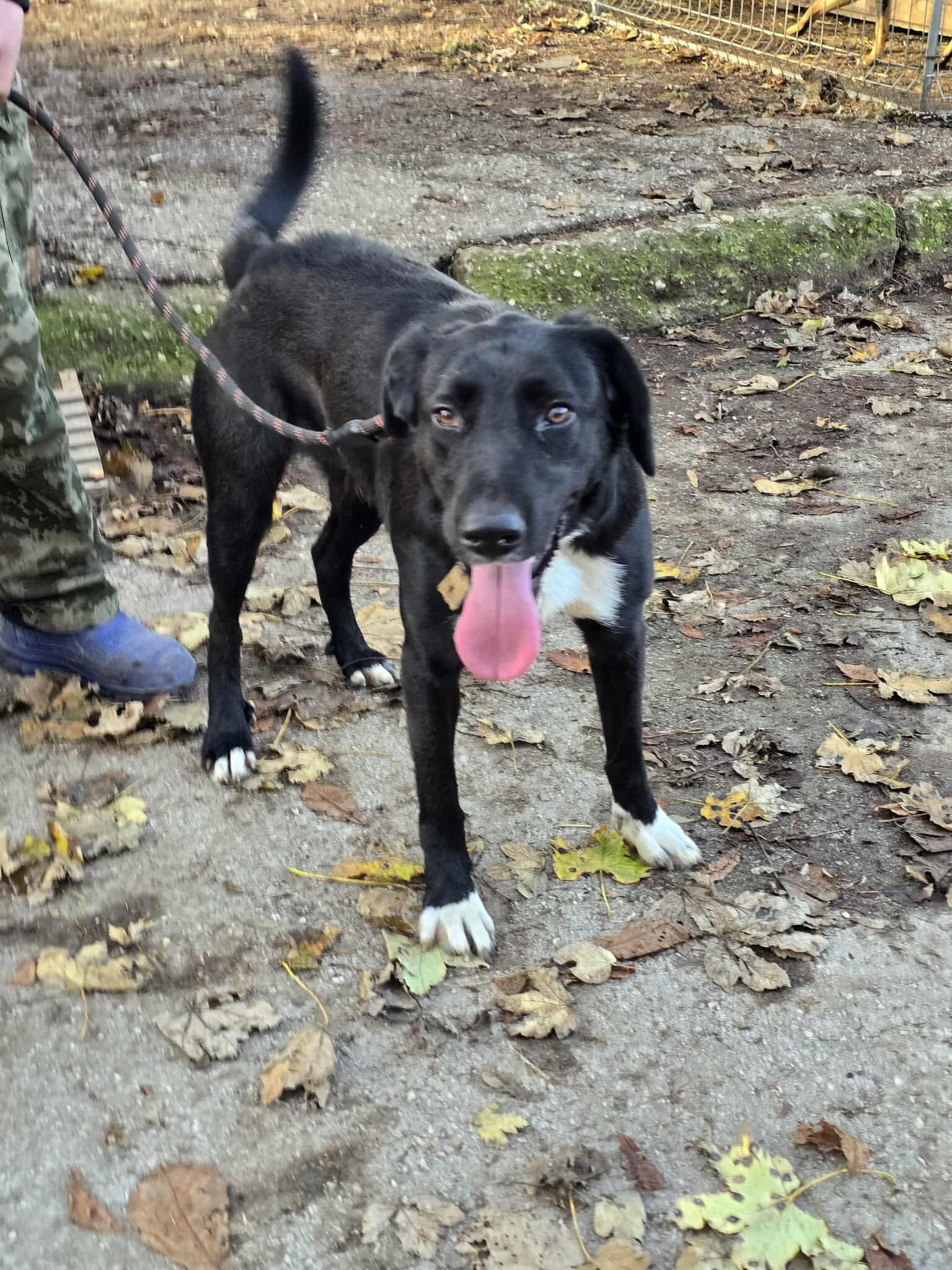 Chocho, Hund