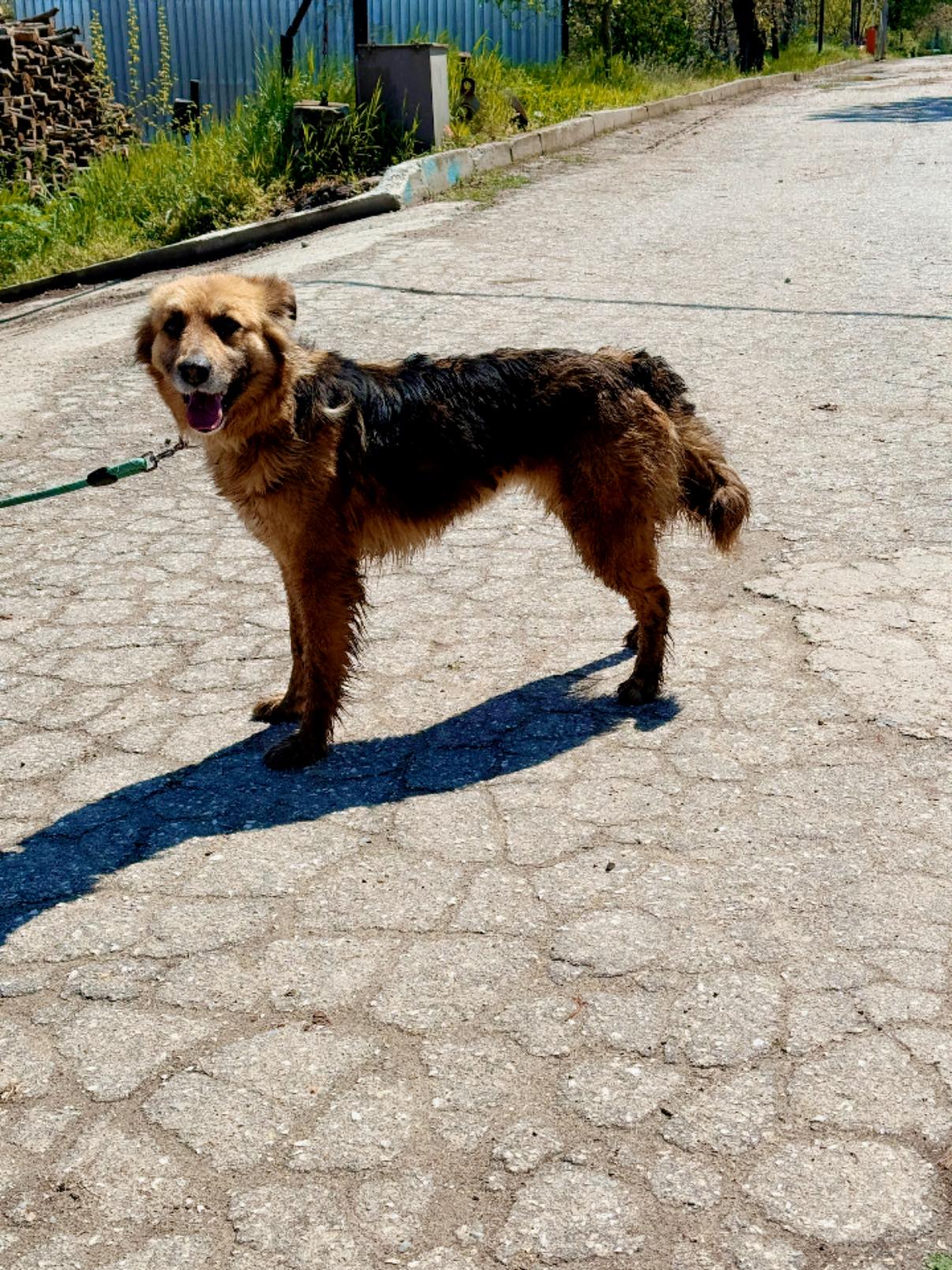 Christy, Hund
