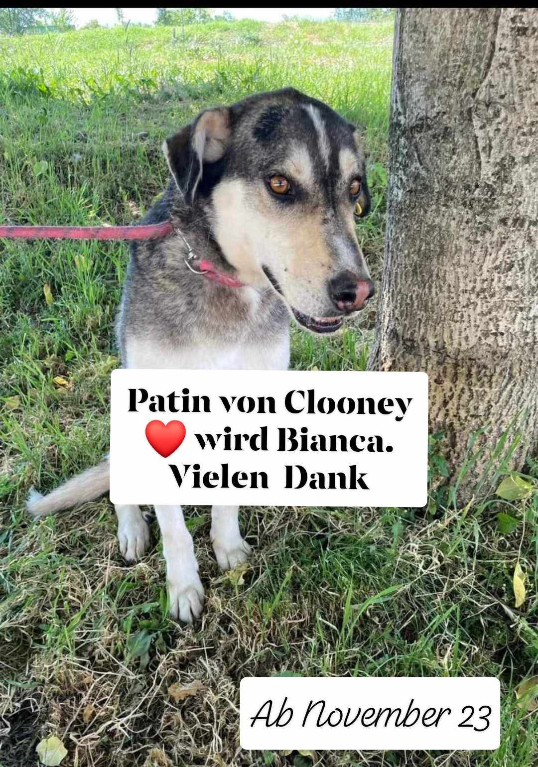 Clooney, Bild 18