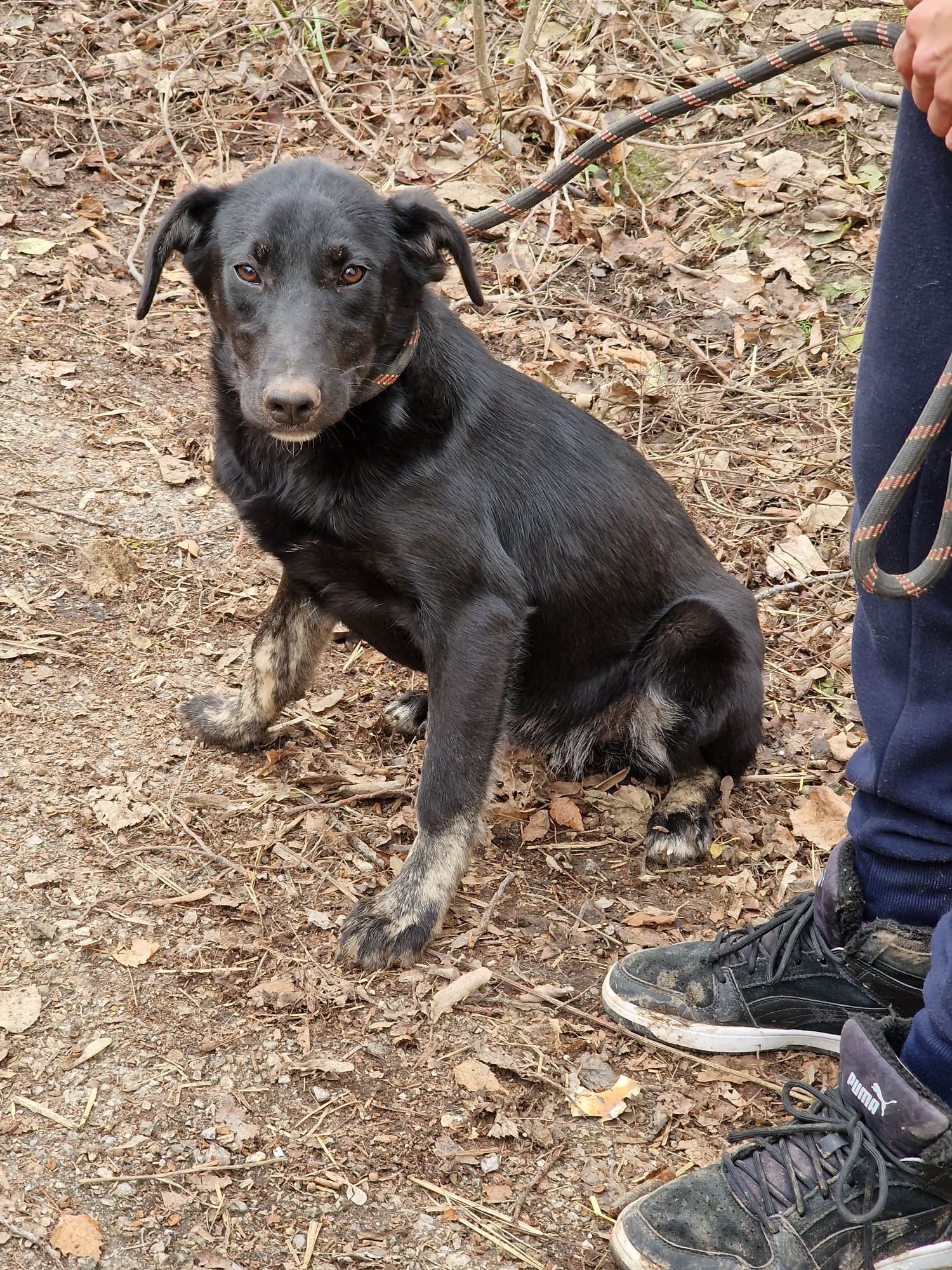 Dima, Hund
