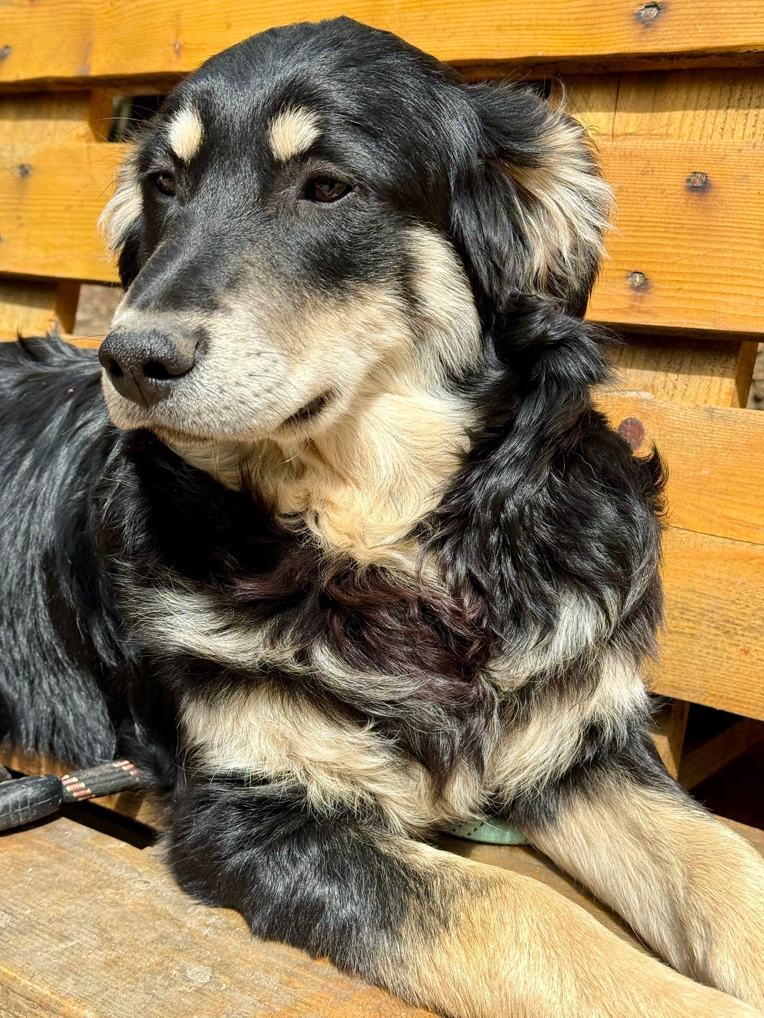 Dusty, Bild 6