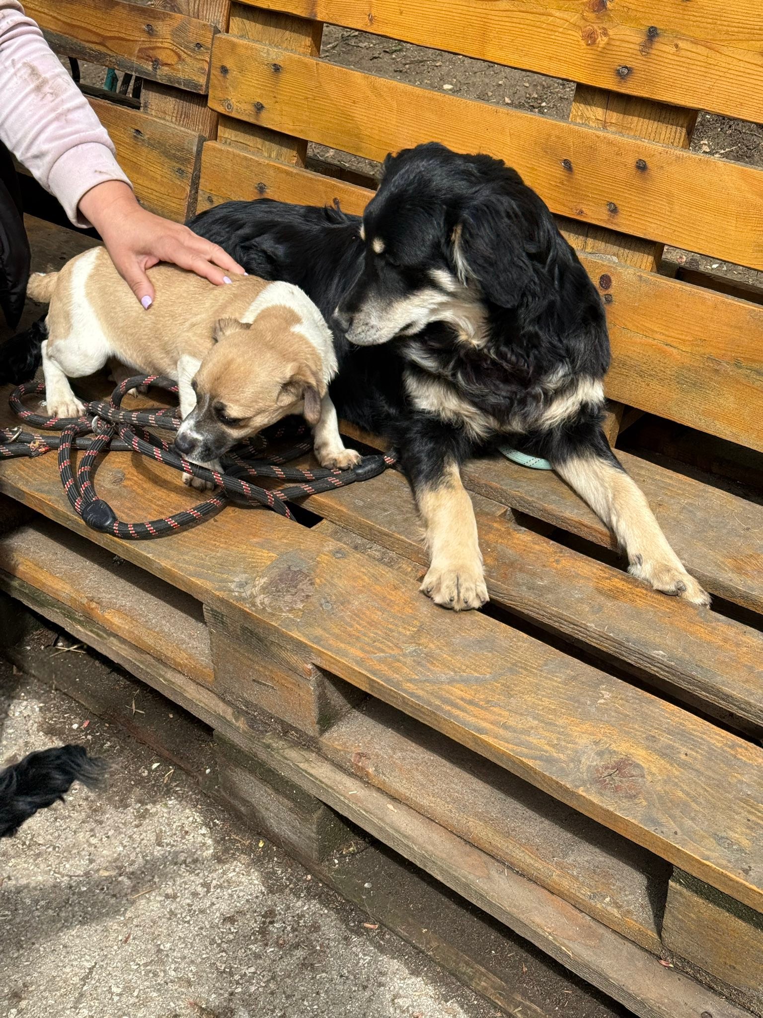 Dusty, Bild 10