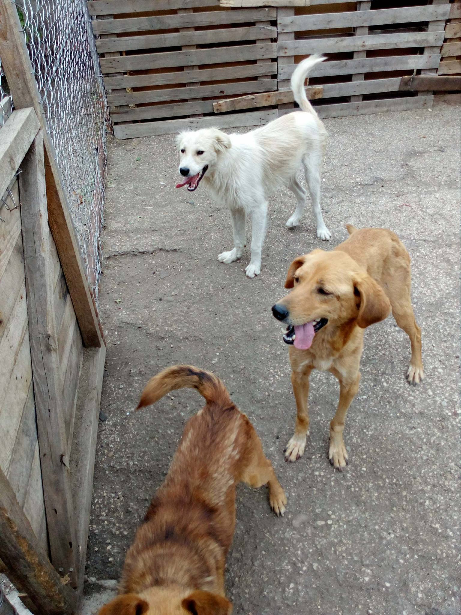 Ginger, Bild 19