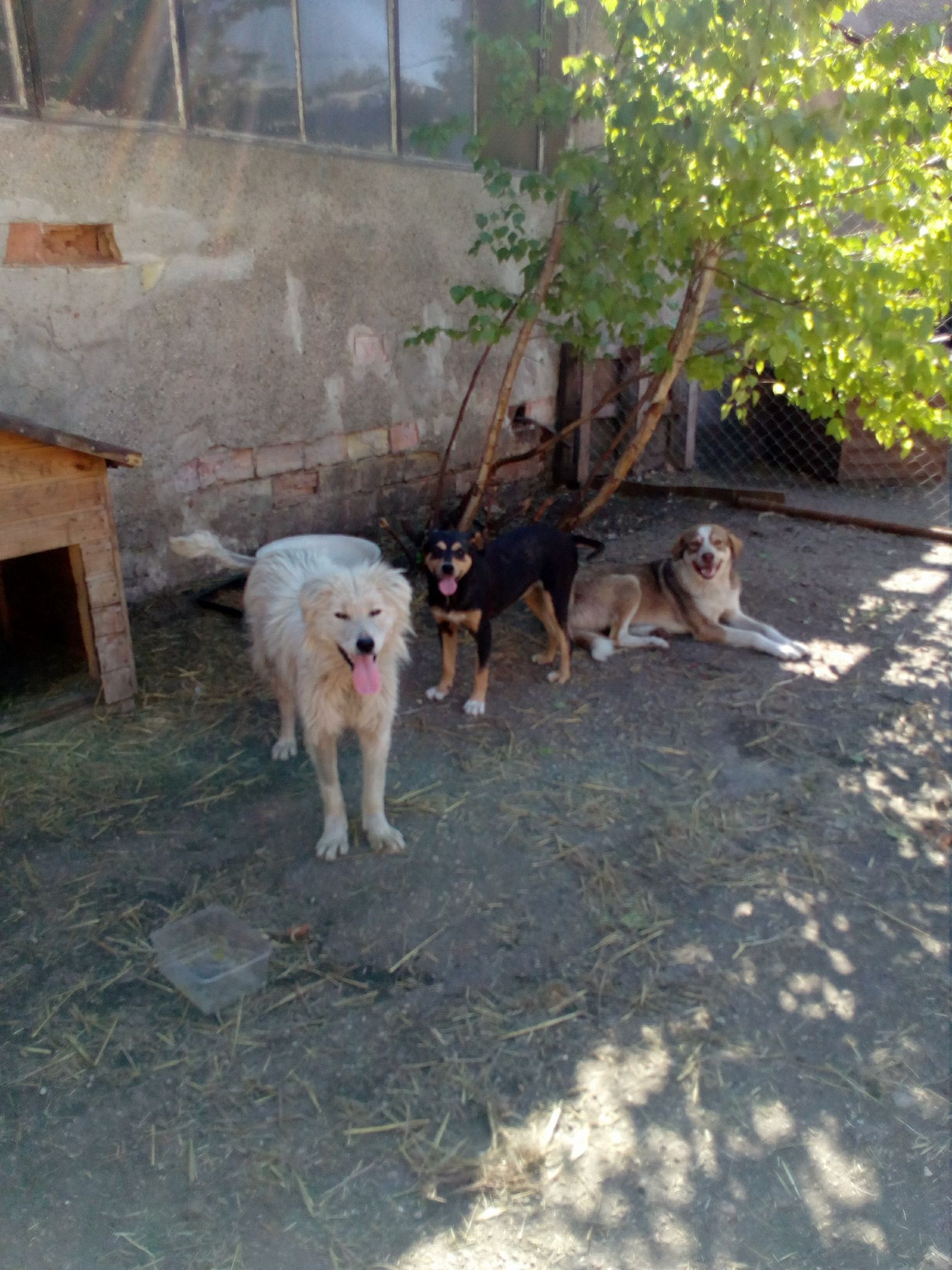 Ginger, Bild 20