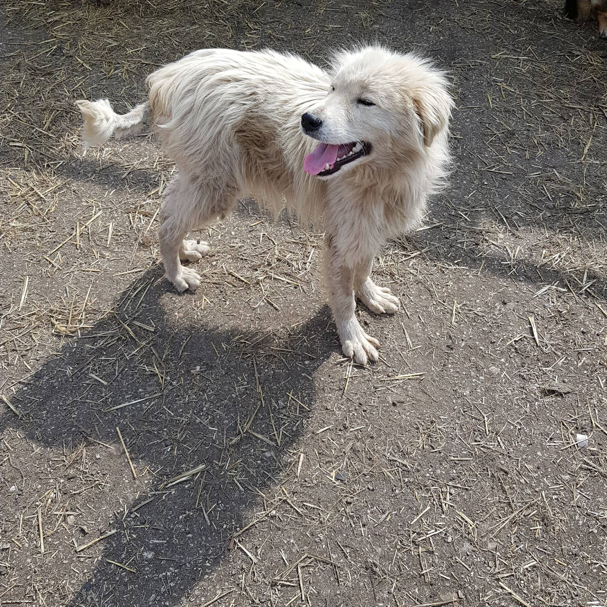 Ginger, Bild 21