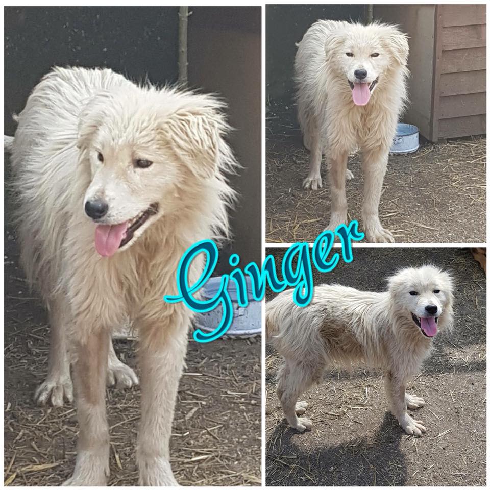 Ginger, Bild 25