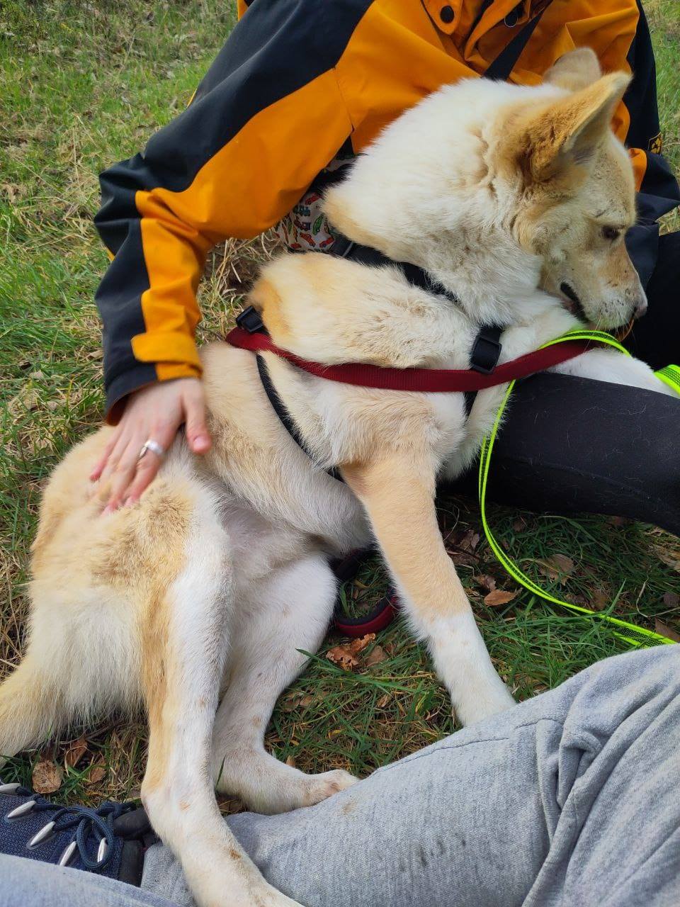 Hermes, Hund