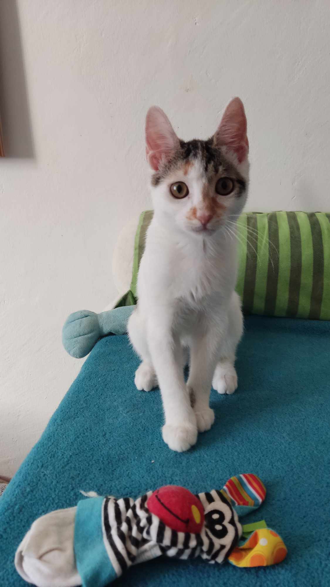 Ivy, Bild 6