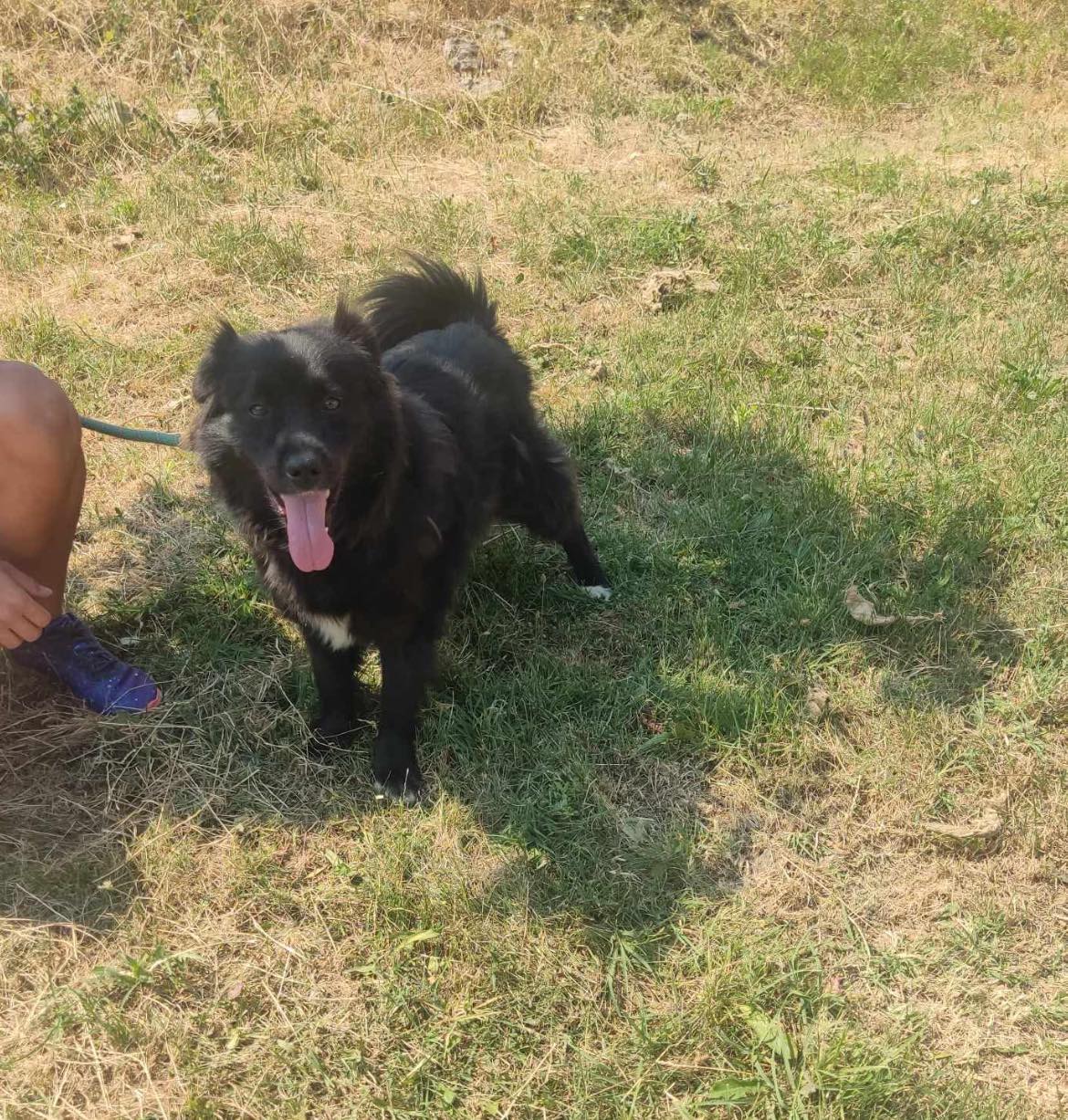 Jessie, Hund