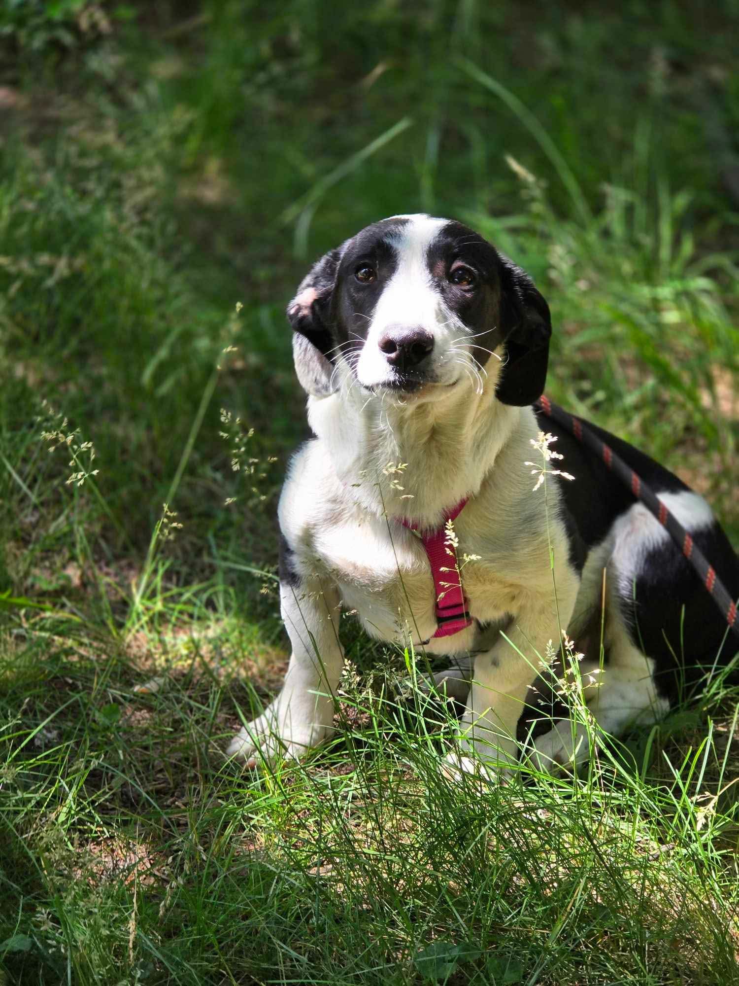 John, Hund