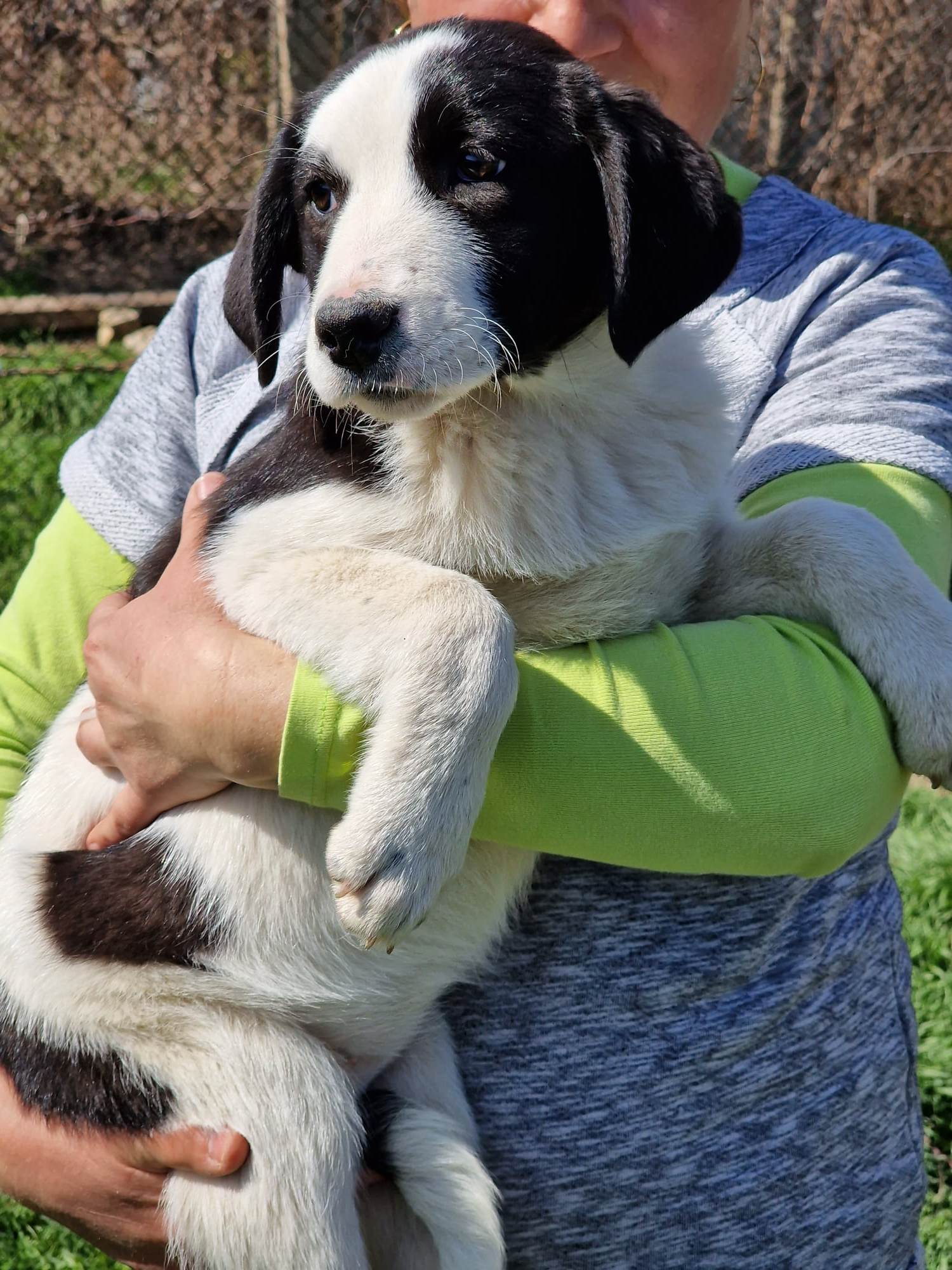 Kleopatra, Hund