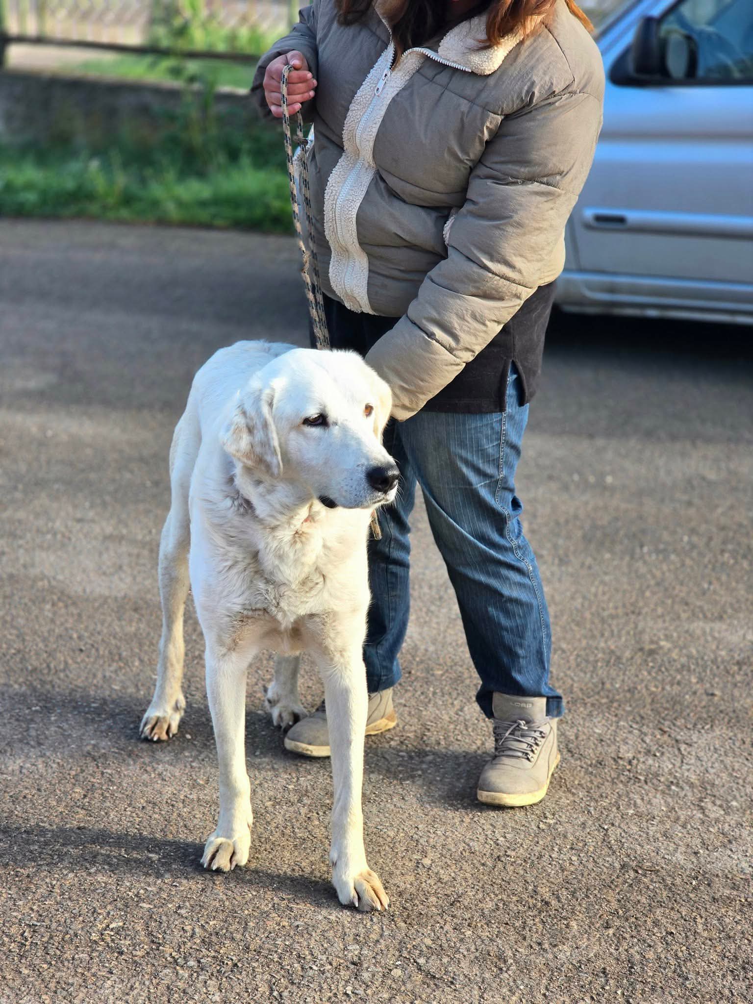 Kolumbus, Hund