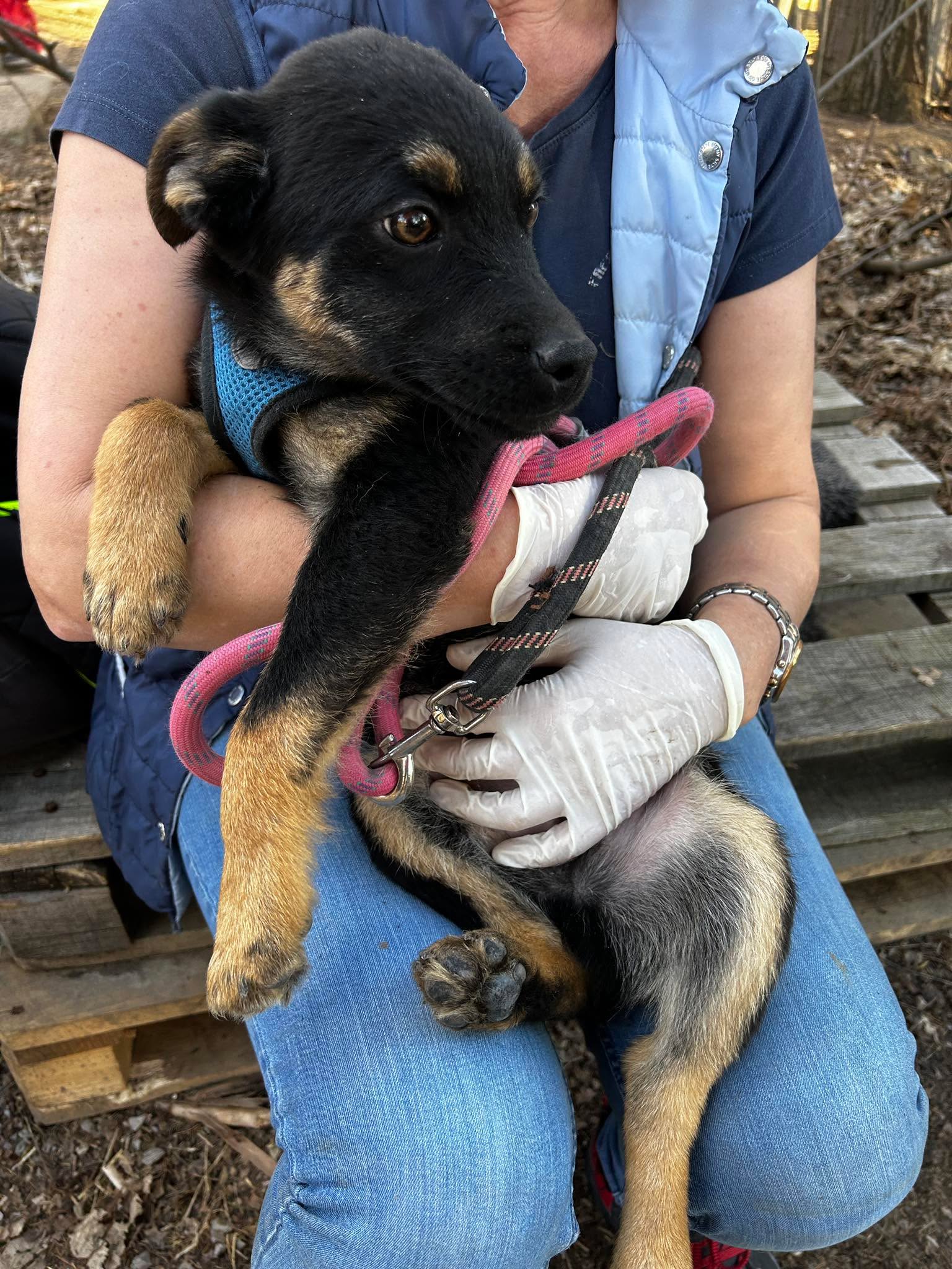 Kovu, Bild 2