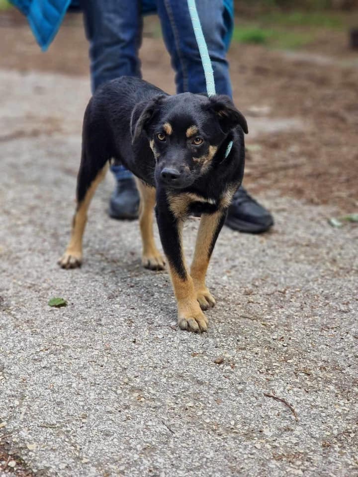 Kovu, Bild 11