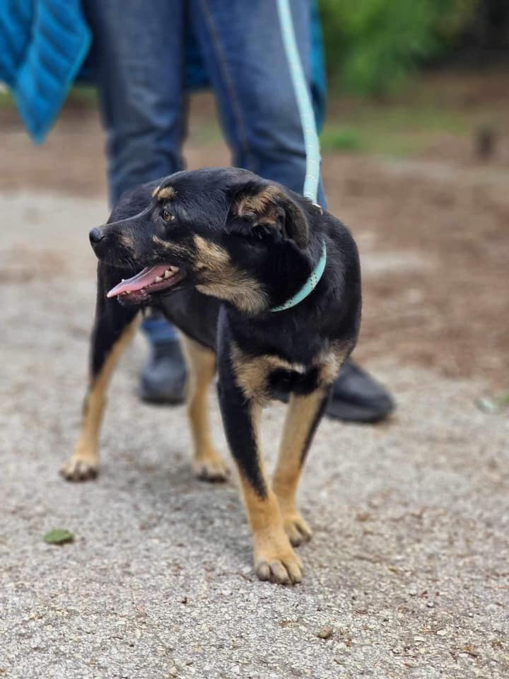 Kovu, Bild 12