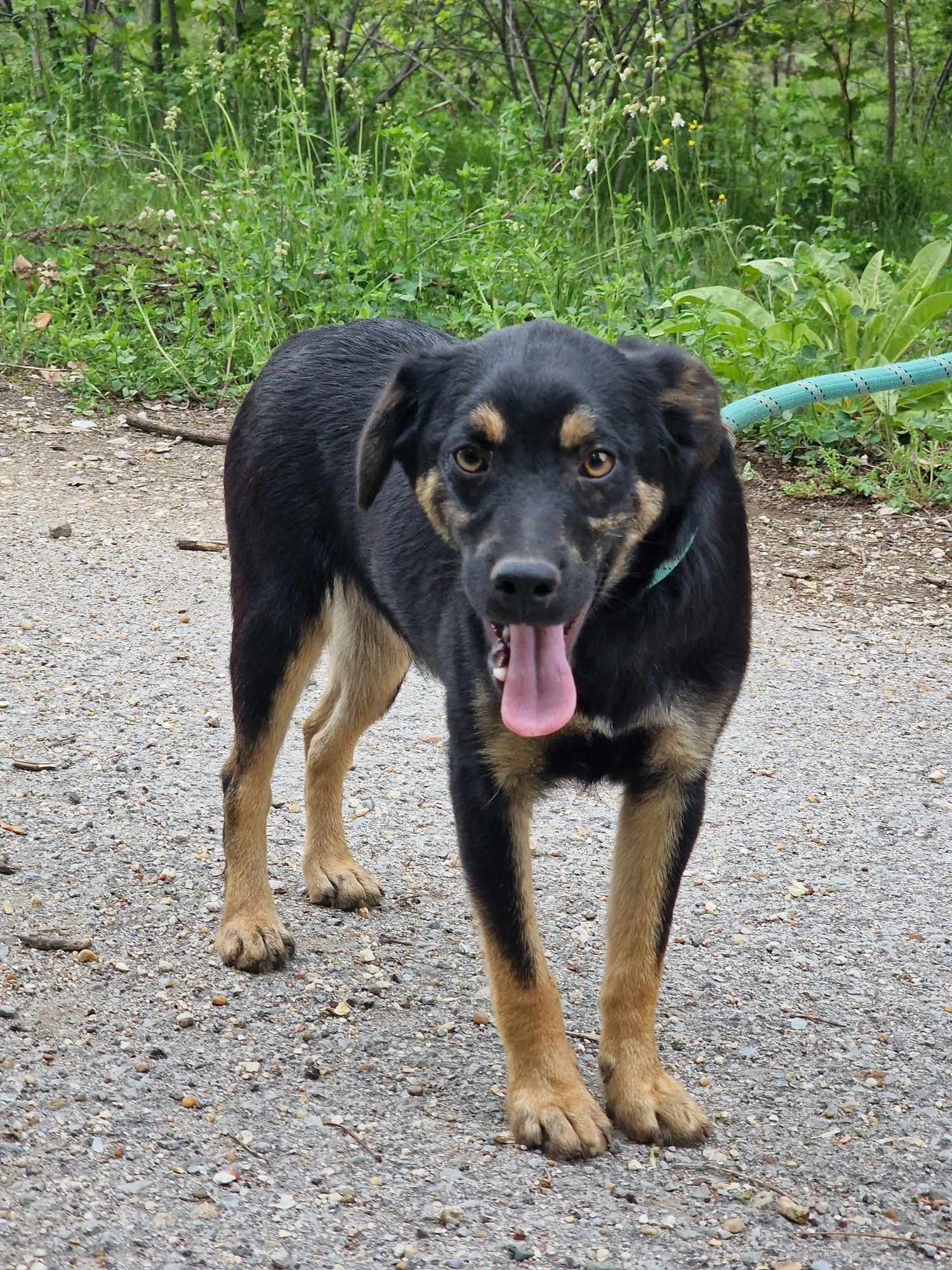 Kovu, Bild 13