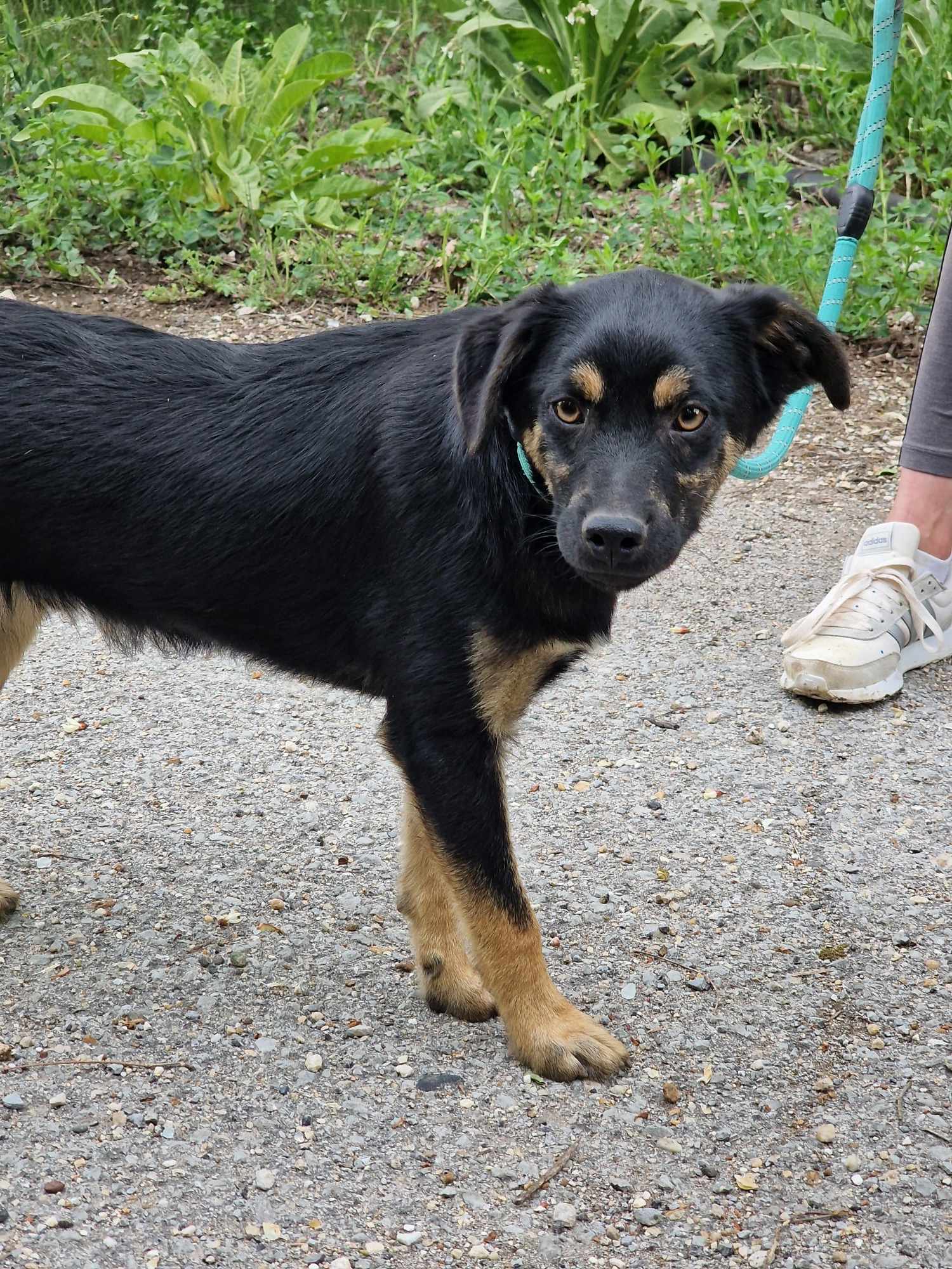 Kovu, Bild 15