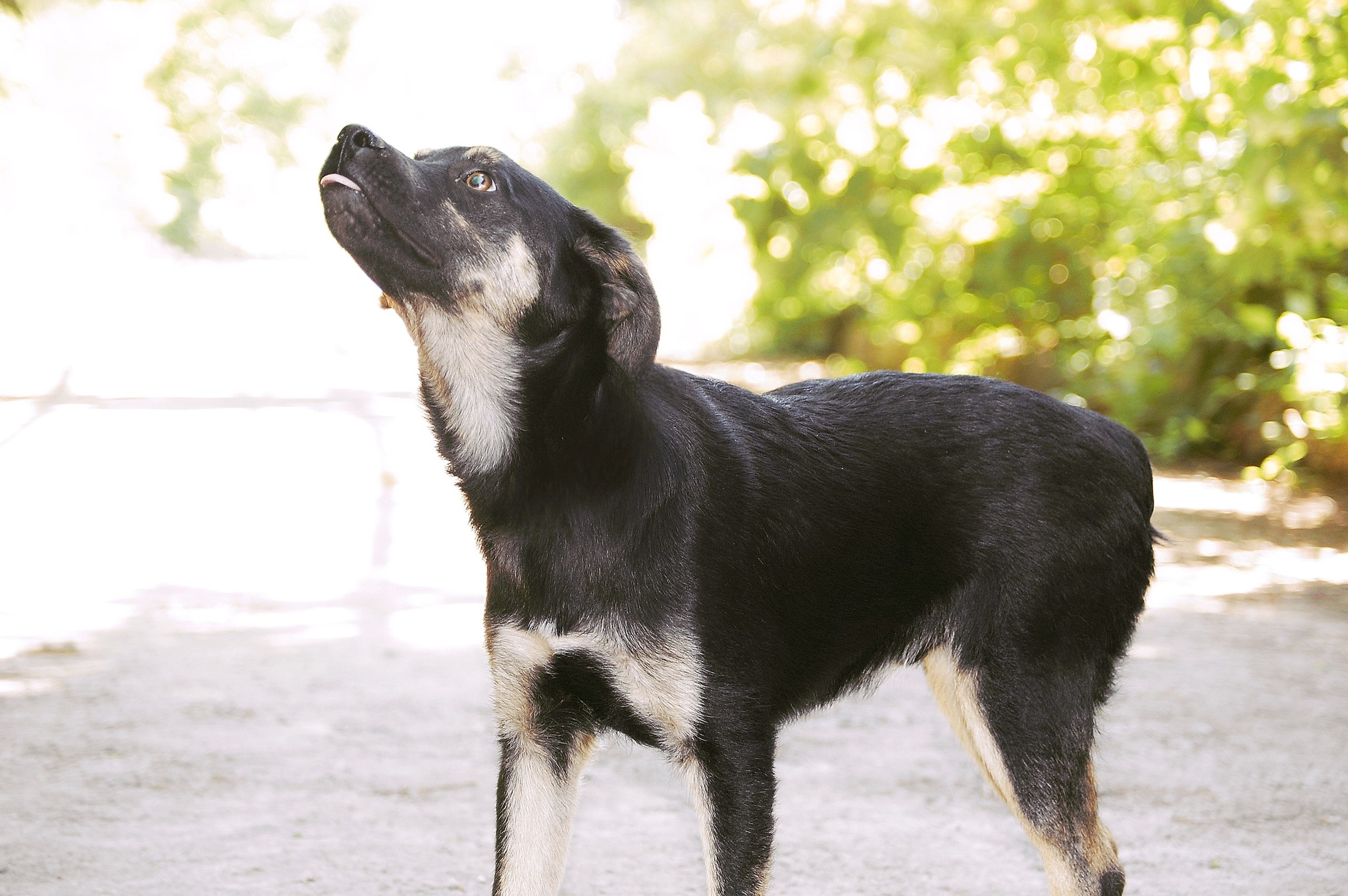 Kovu, Bild 19