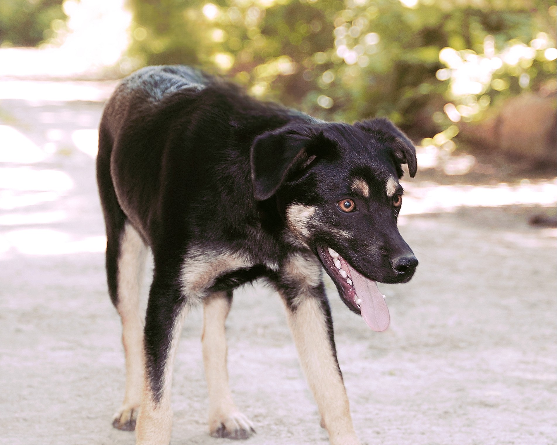 Kovu, Bild 20