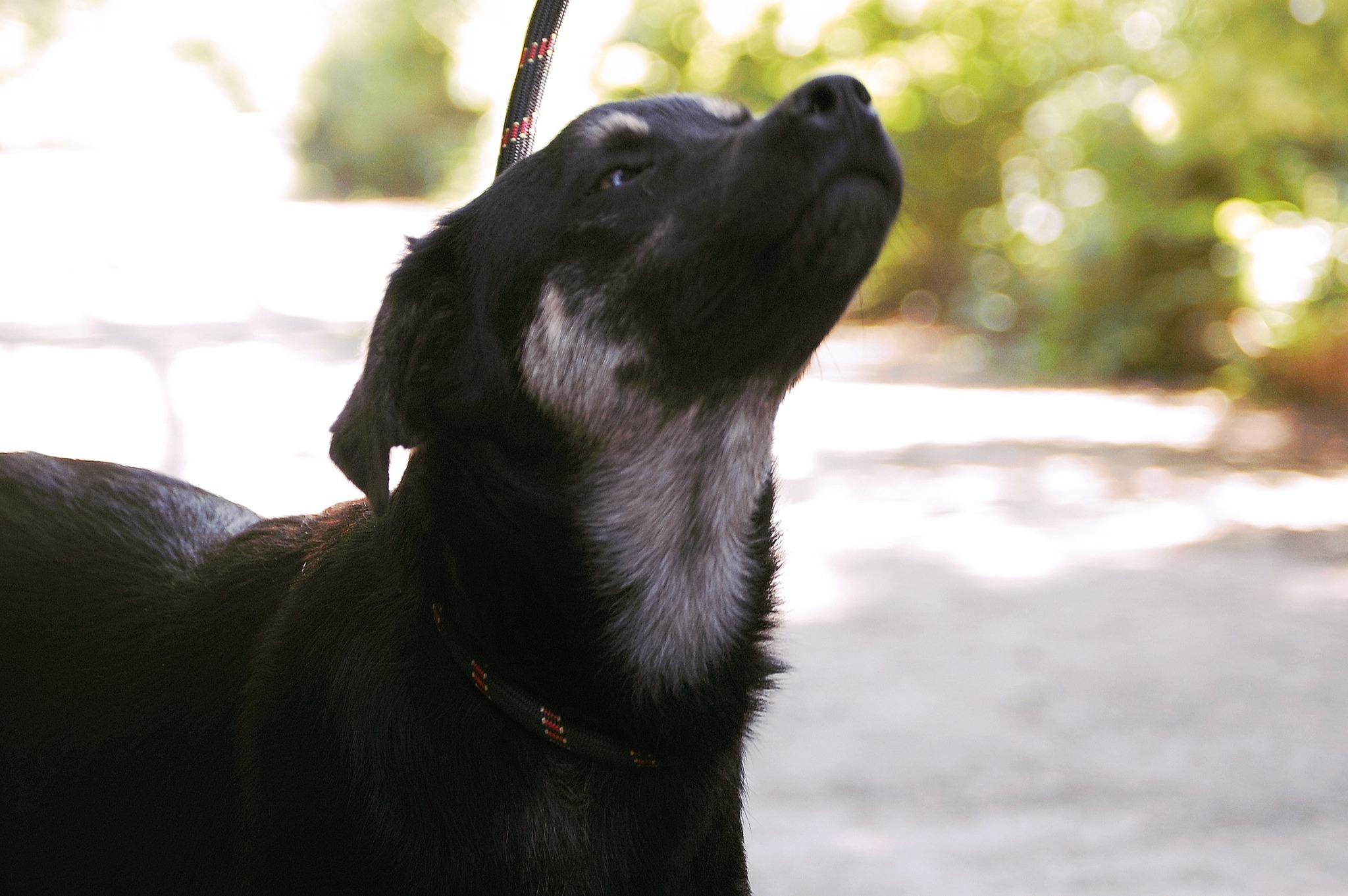 Kovu, Bild 22