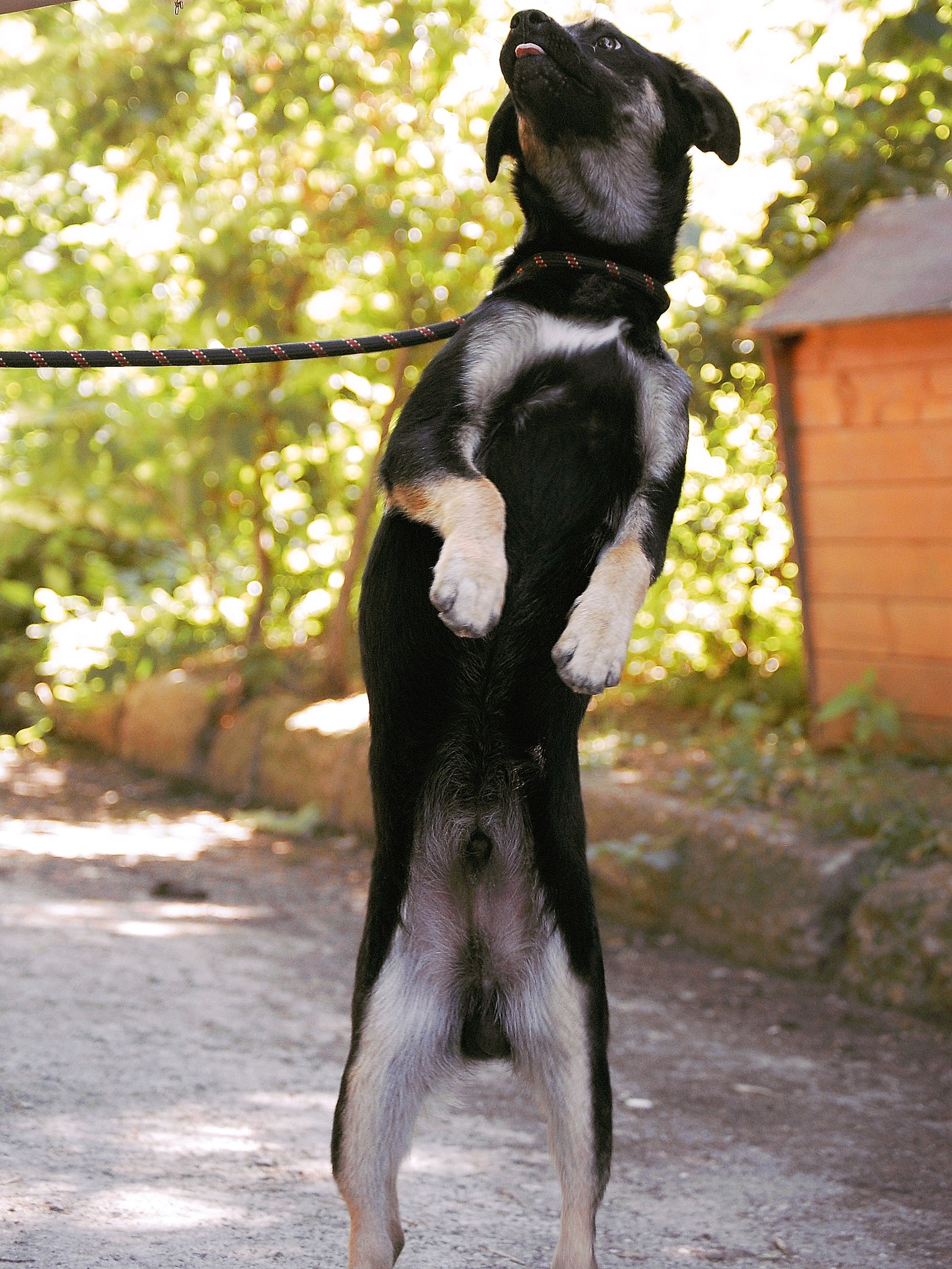 Kovu, Bild 23
