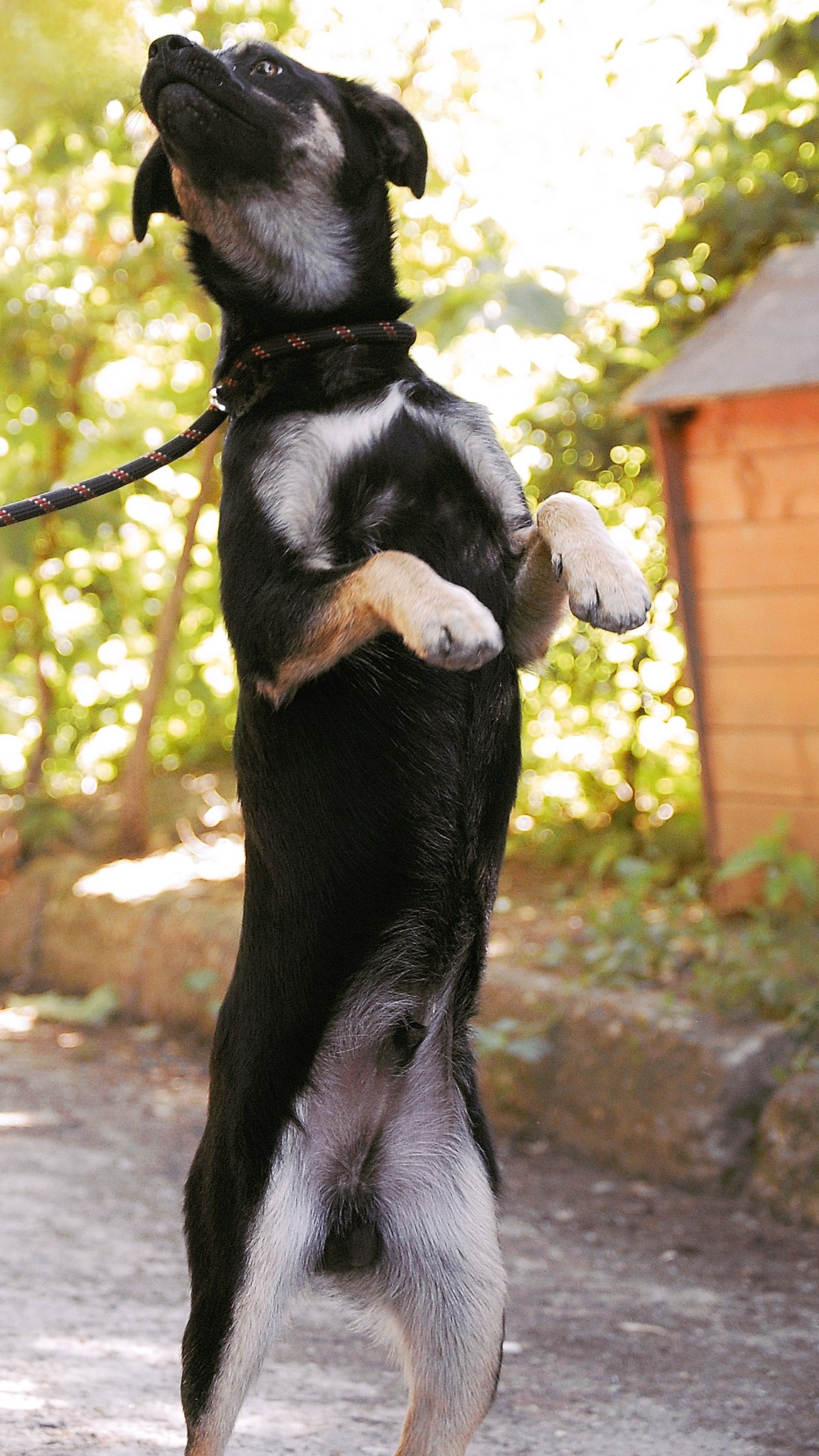 Kovu, Bild 24