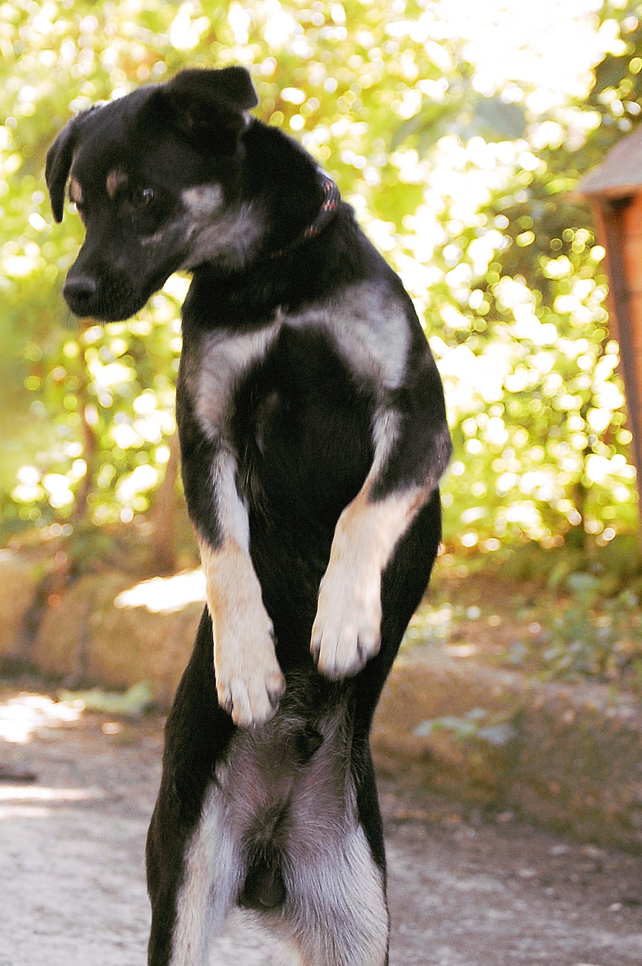 Kovu, Bild 25