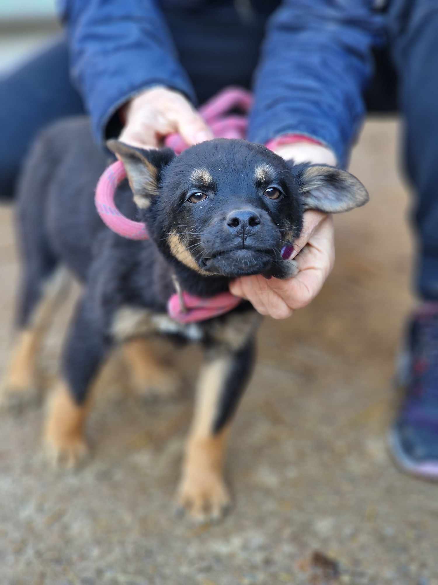 Kovu, Bild 4