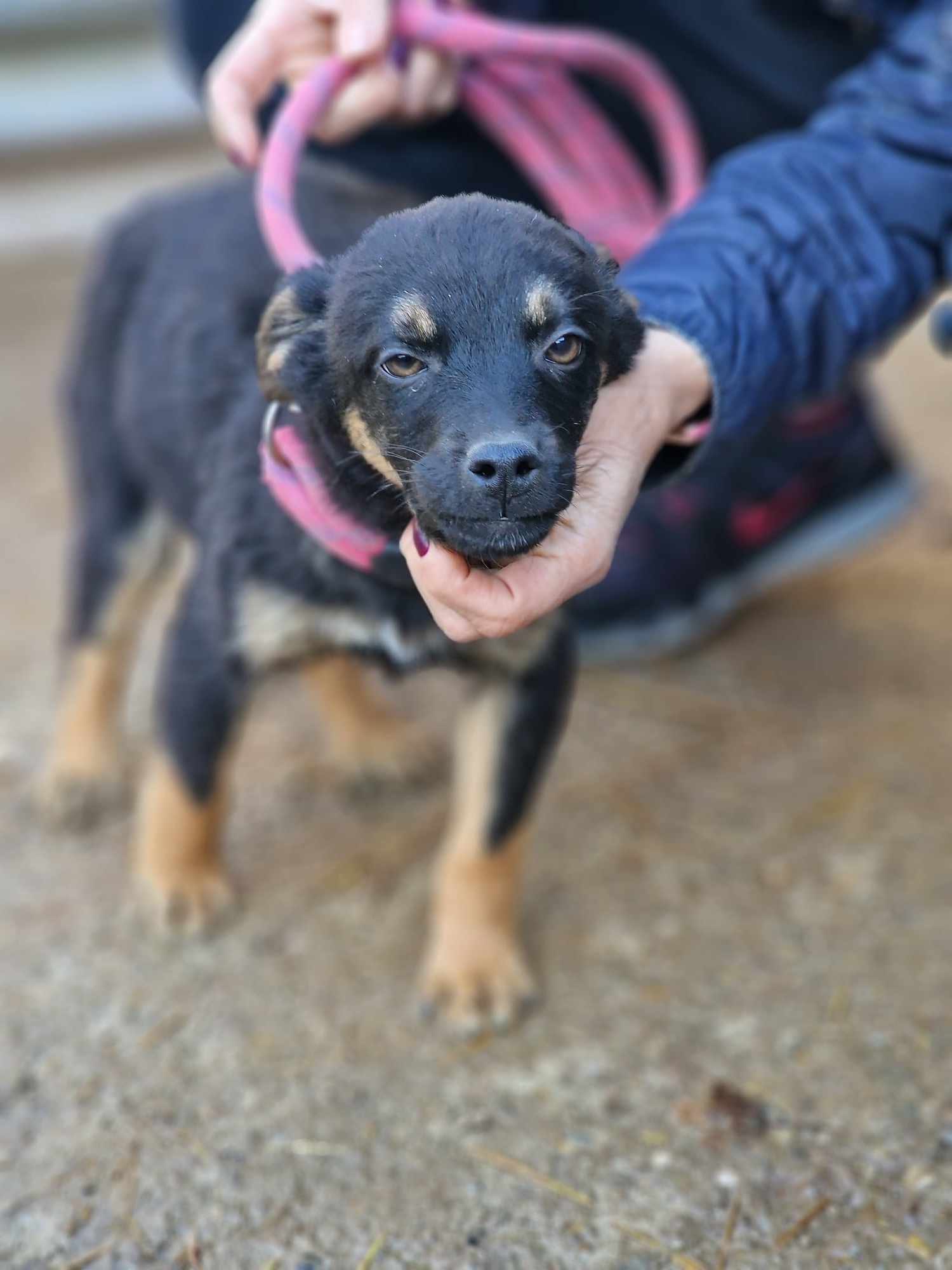 Kovu, Bild 5